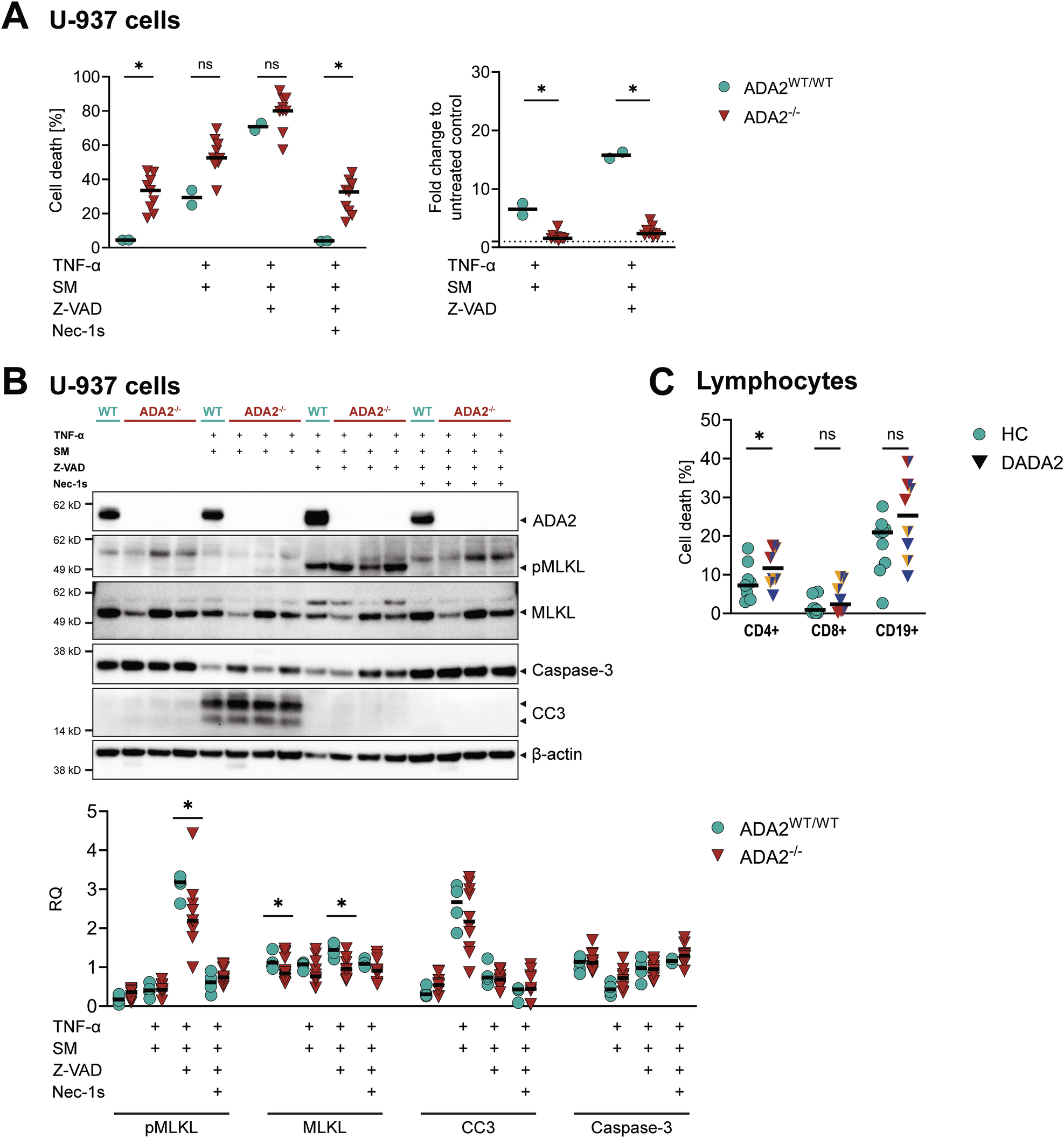 Fig. 3: Analysis of cell death in ADA2-/- U-937 cells at baseline and after induction of apoptosis and necroptosis in vitro.