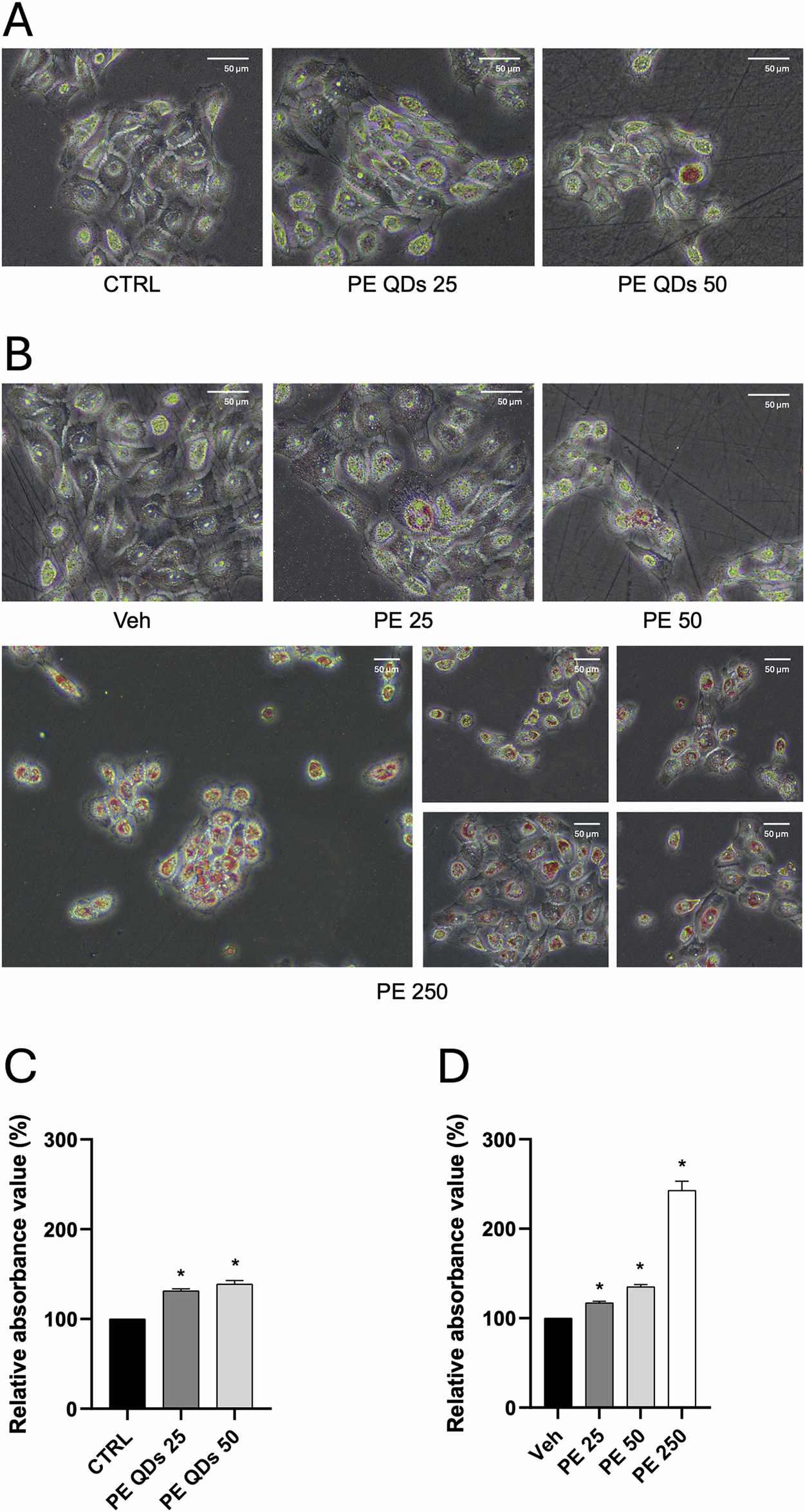 Fig. 5: PE QDs/NPs and PE N/MPs induce concentration-dependent LDs accumulation in VK2 E6/E7 cells.