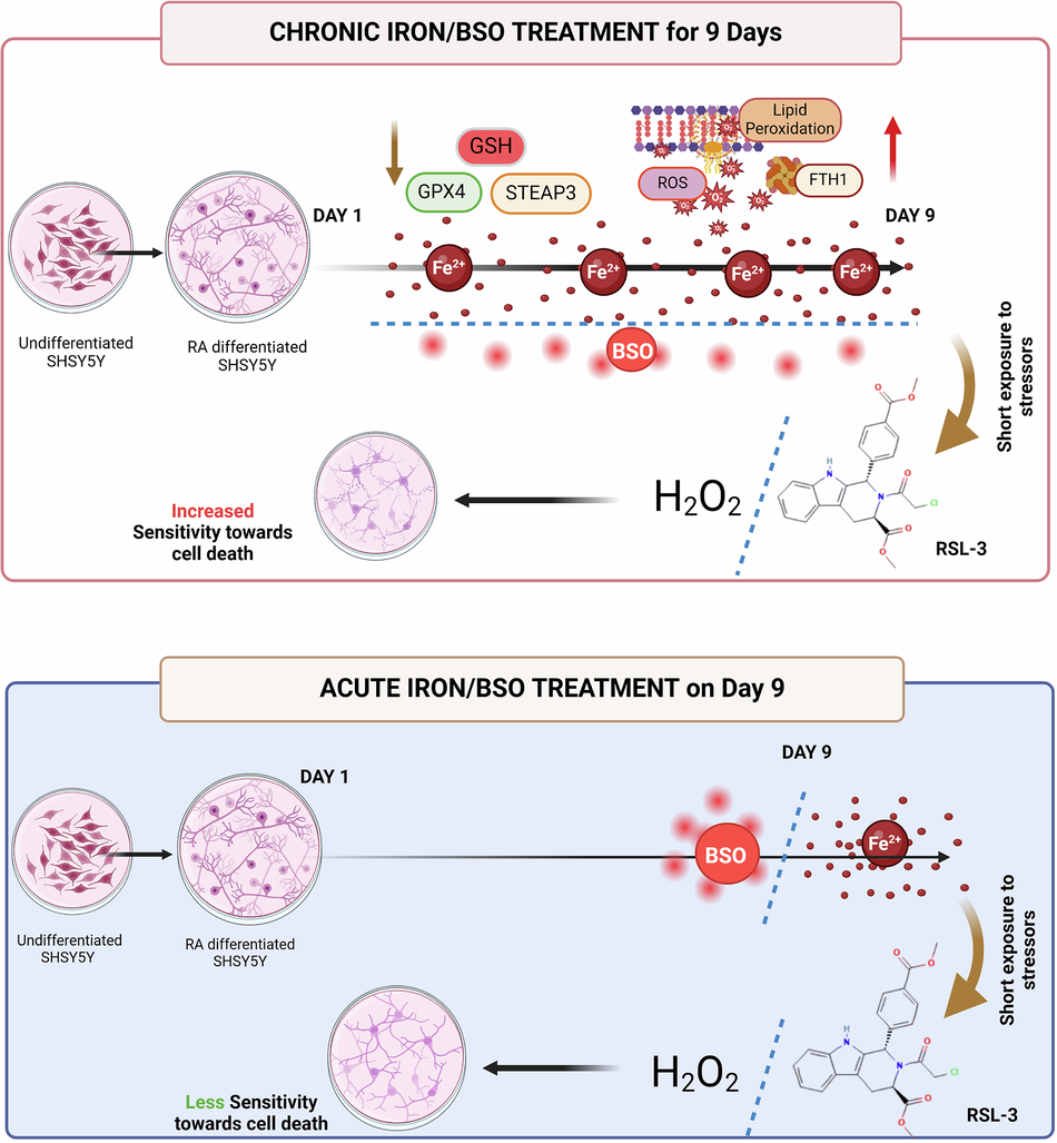 glutathione and cell death Sustained dysregulation of iron homeostasis induces chronoferroptosis, a persistent ferroptotic adaptation in neuronal cells Maturation-Dependent Vulnerability of Oligodendrocytes to