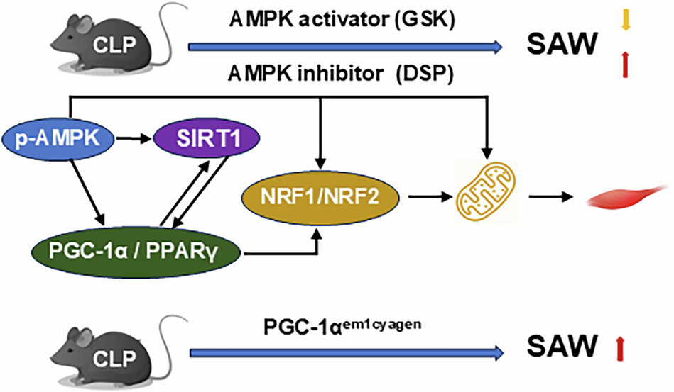 ghk-cu sirt1 activation AMPK/ signaling pathway acts on PGC-1α/ PPARγ to alleviate sepsis-acquired weakness Vitamin B12 Injections | Size:60 Count mTOR activation