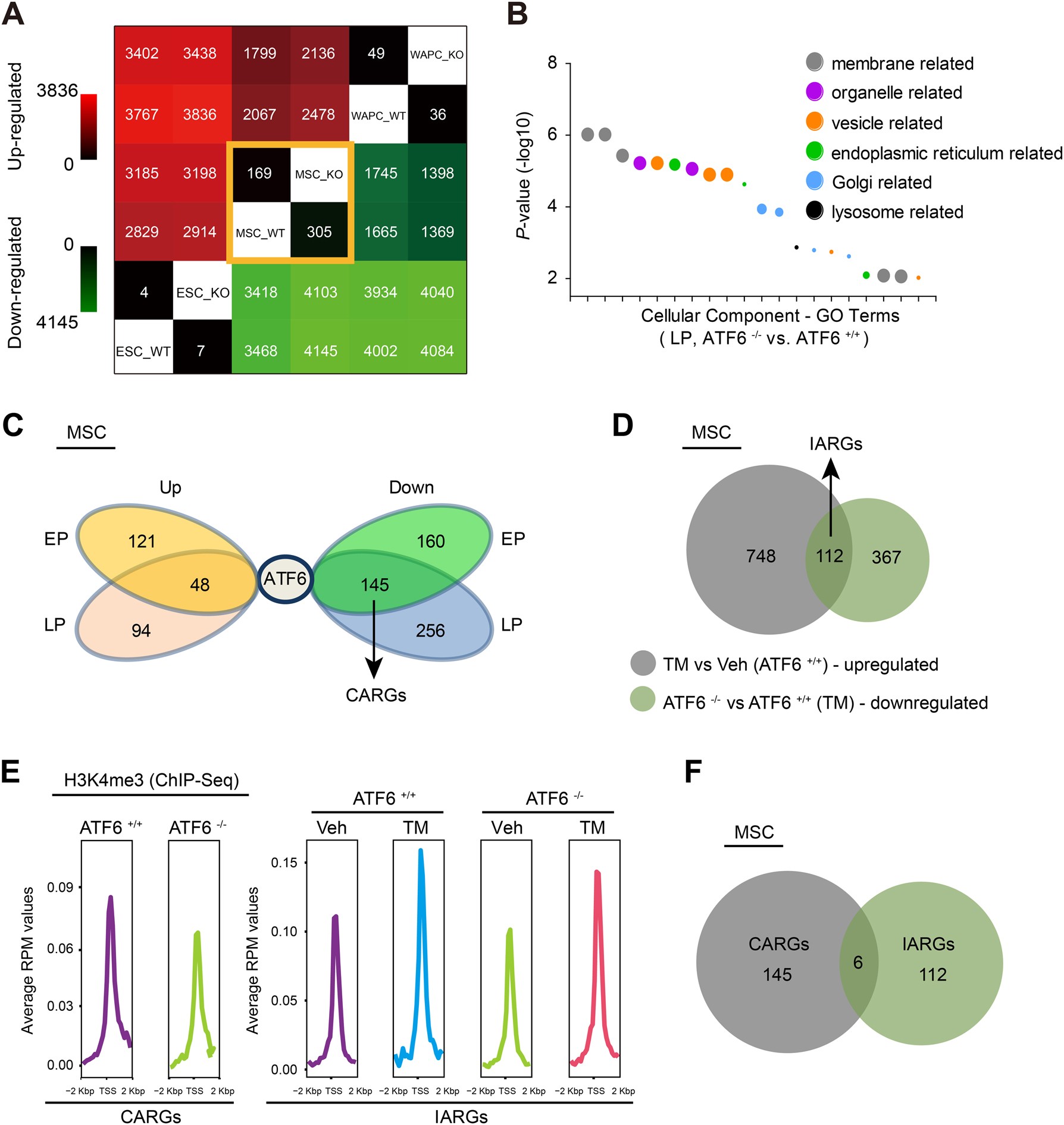 Fig. 4: Gene expression analysis of WT and ATF6-deficient hMSCs.