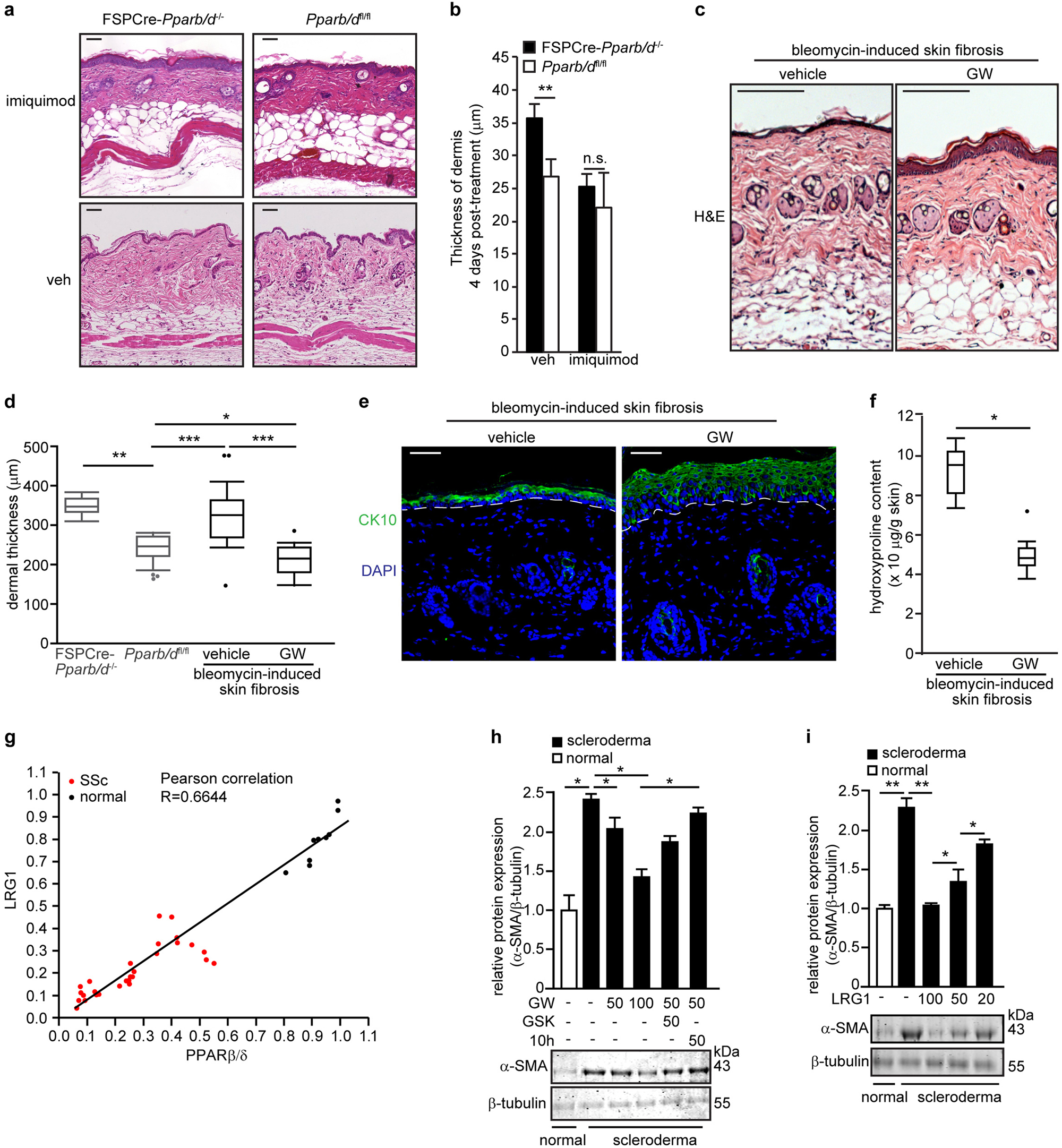 Fig. 6: PPARβ/δ and LRG1 reduce bleomycin-induced dermal fibrosis.