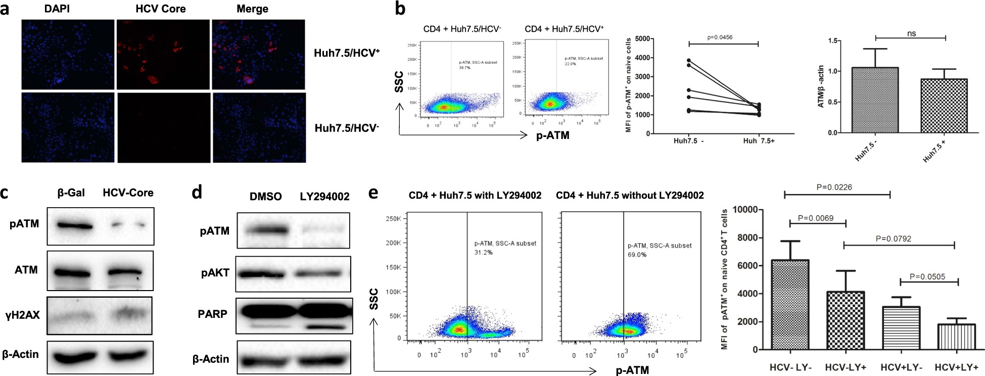 Fig. 4: HCV inhibits ATM/pATM expressions via dampening PI3K pathway.