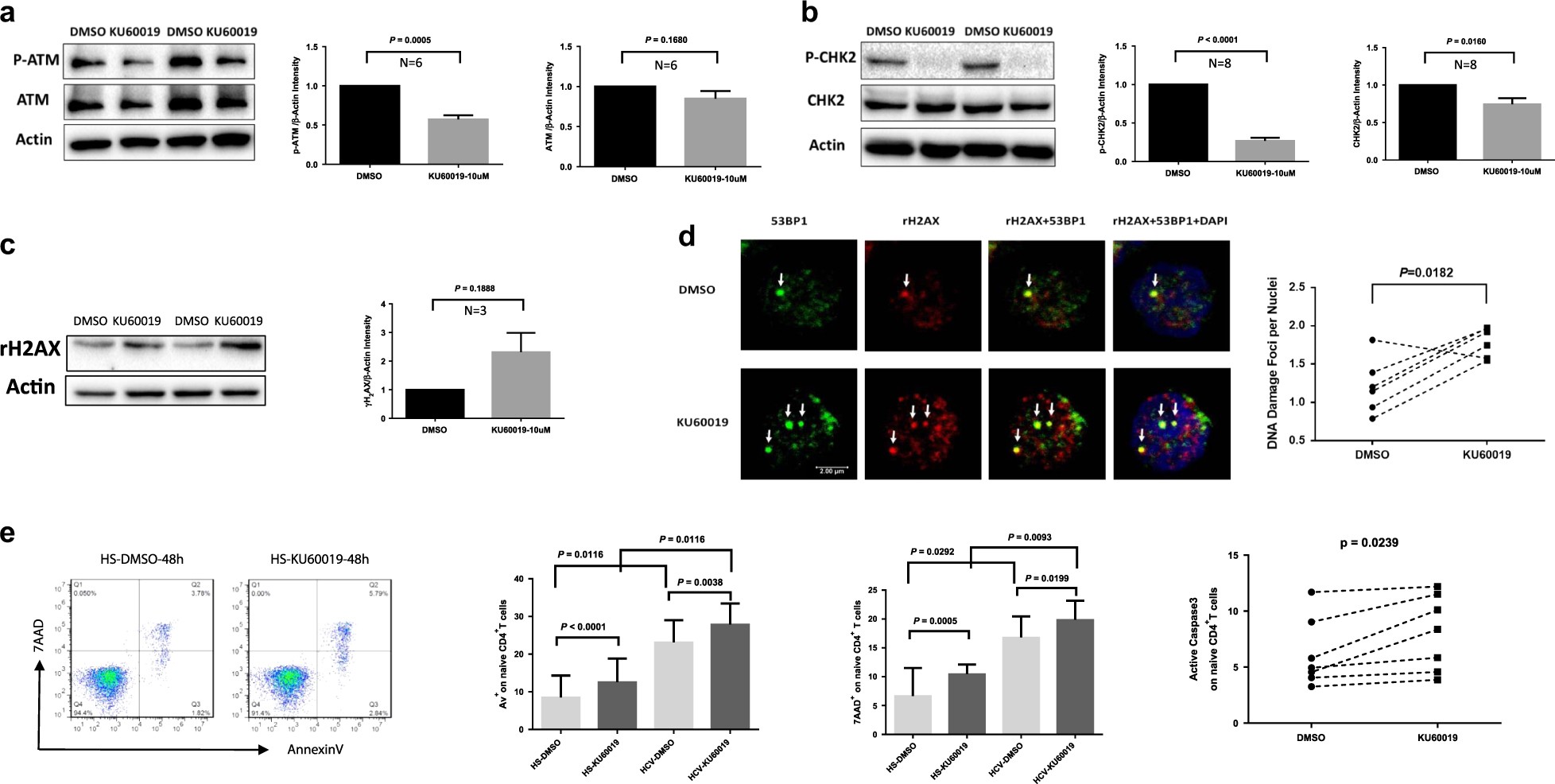 Fig. 5: KU60019, an ATM inhibitor, induces DNA damage and cell apoptosis via inhibiting ATM pathway.