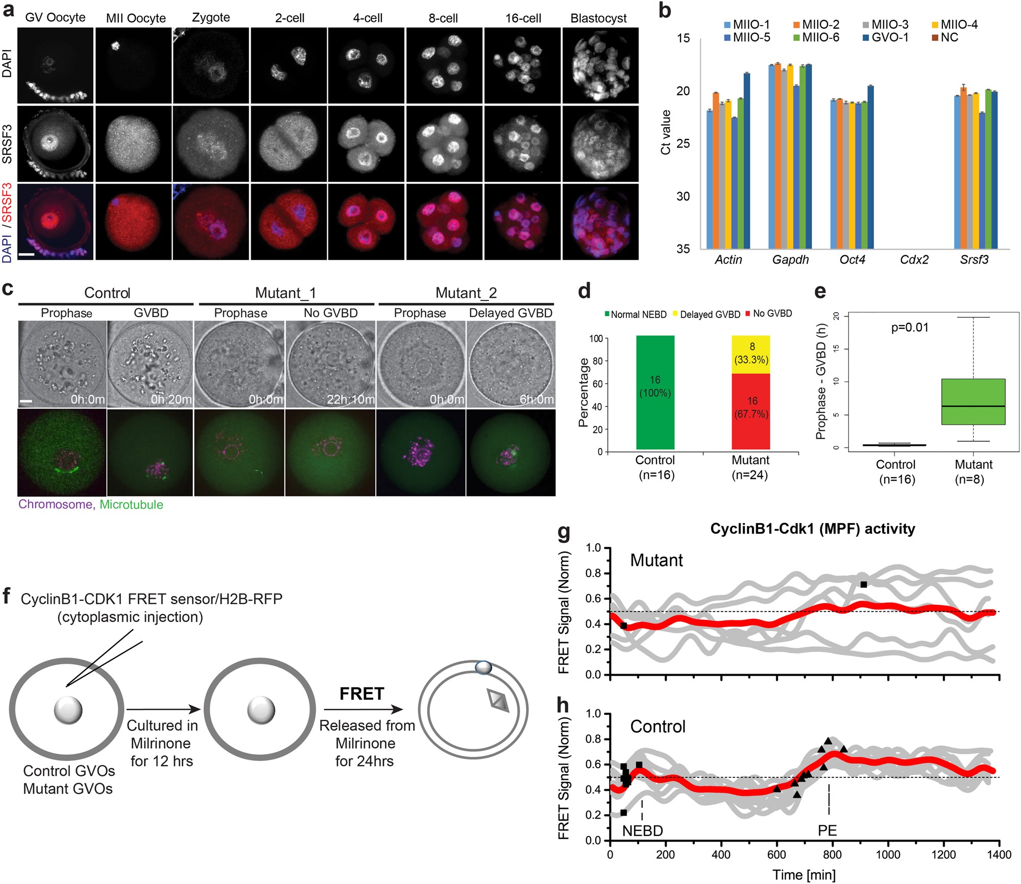 SRSF3 maintains transcriptome integrity in oocytes by regulation of alternative splicing and transposable elements | Cell Discovery