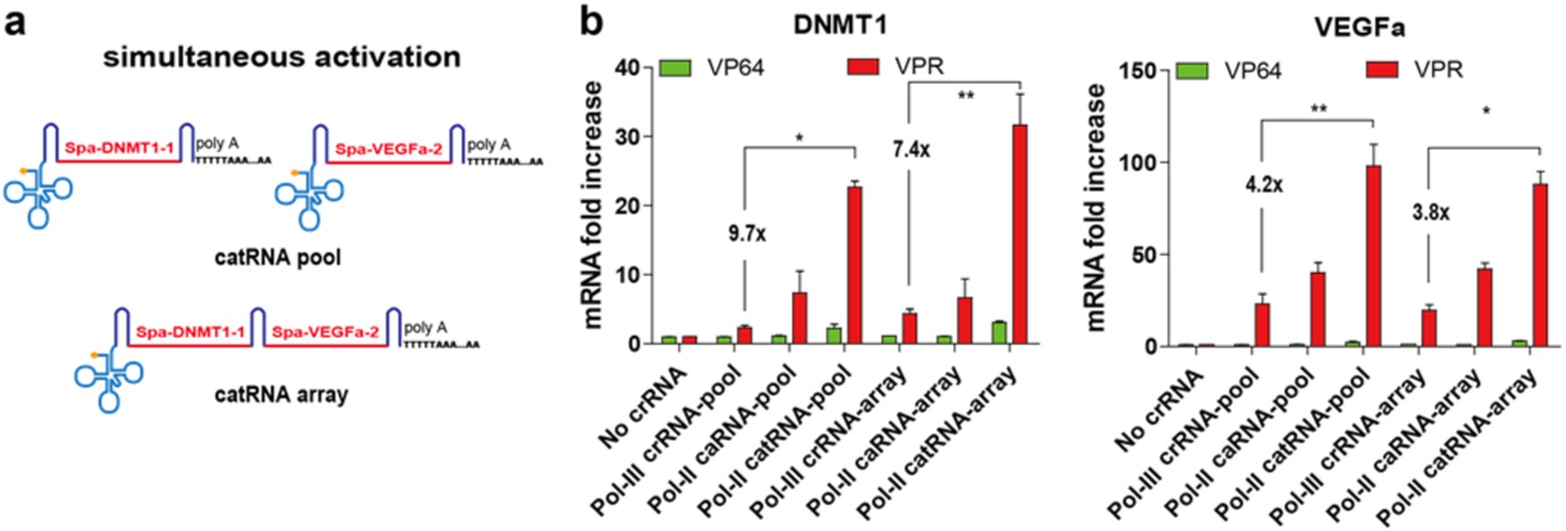 Fig. 5: Efficient simultaneous gene activation with a catRNA array.