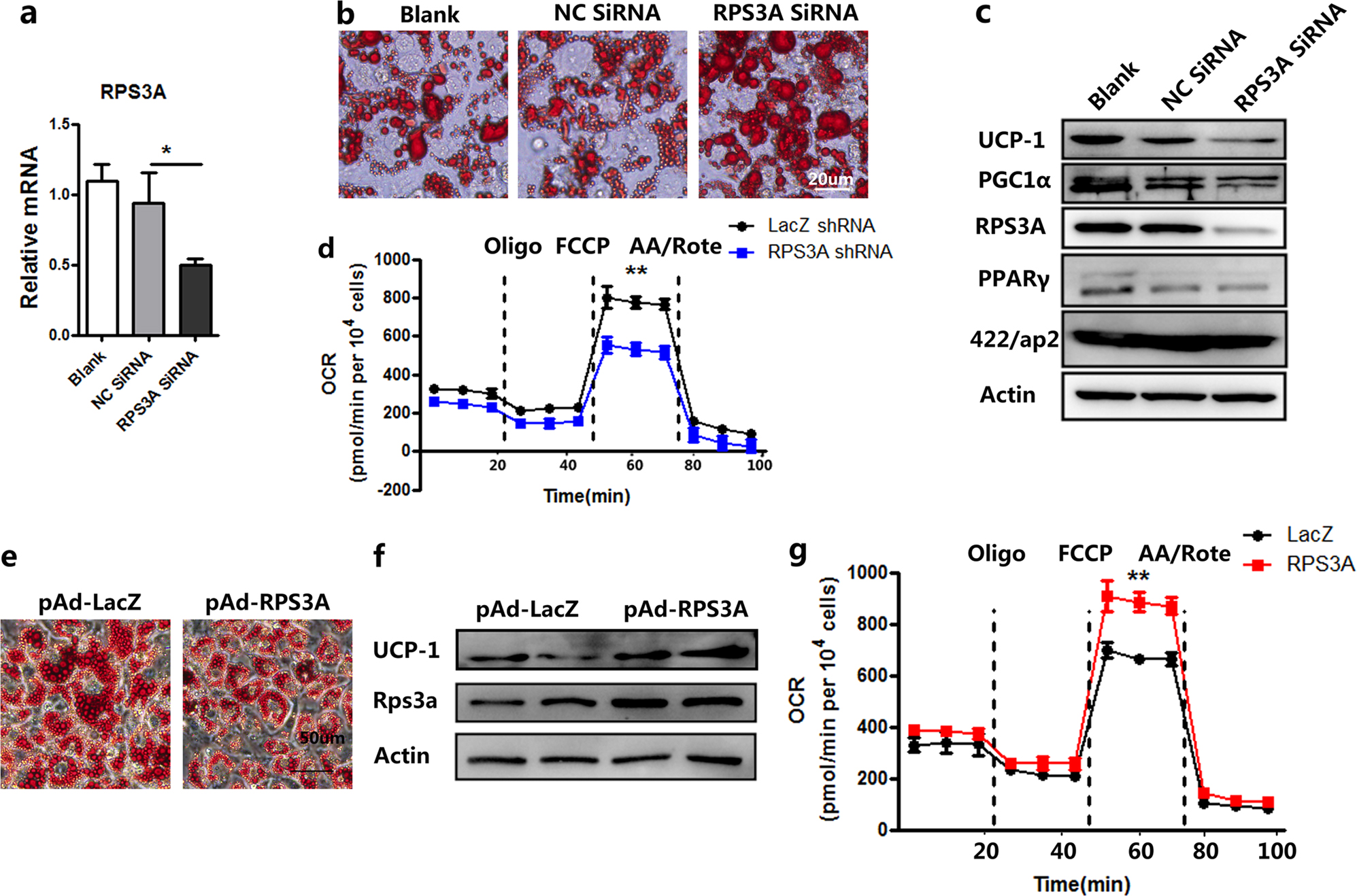 Fig. 6: RPS3A knockdown suppresses the function of mature brown adipocyte.