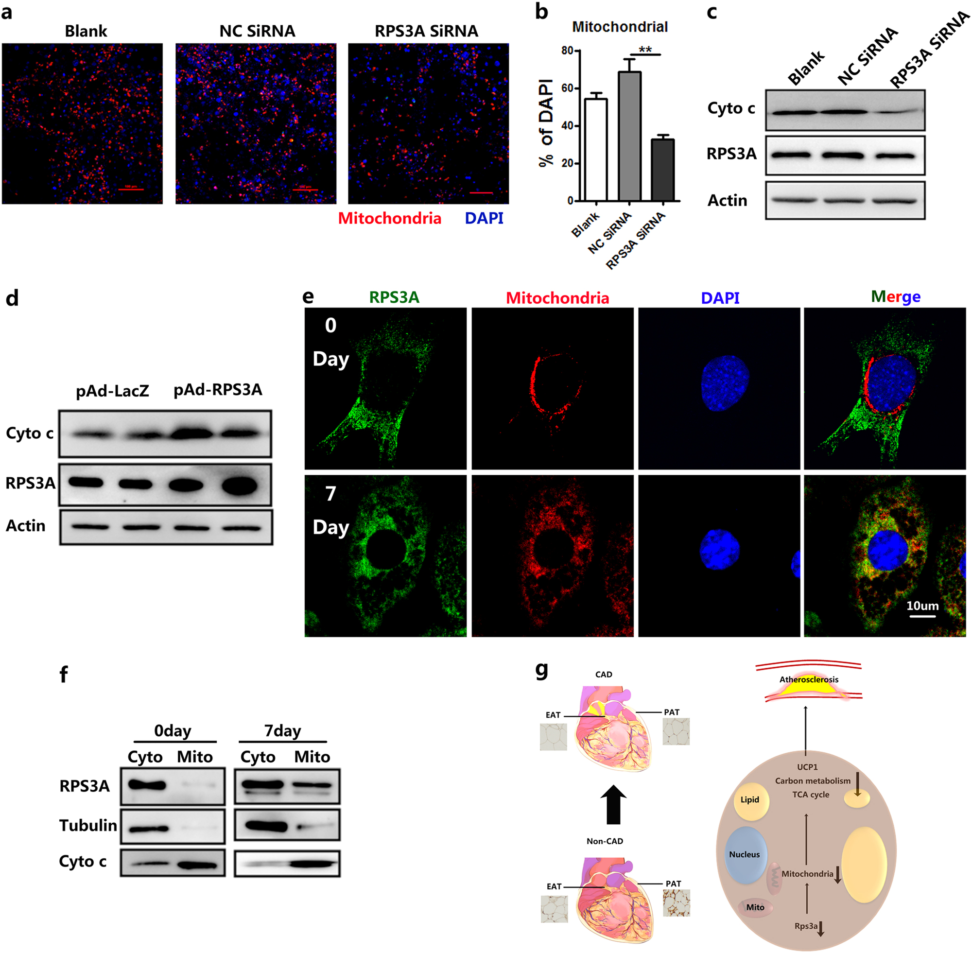 Fig. 8: RPS3A is migrated into mitochondria to play a positive role.