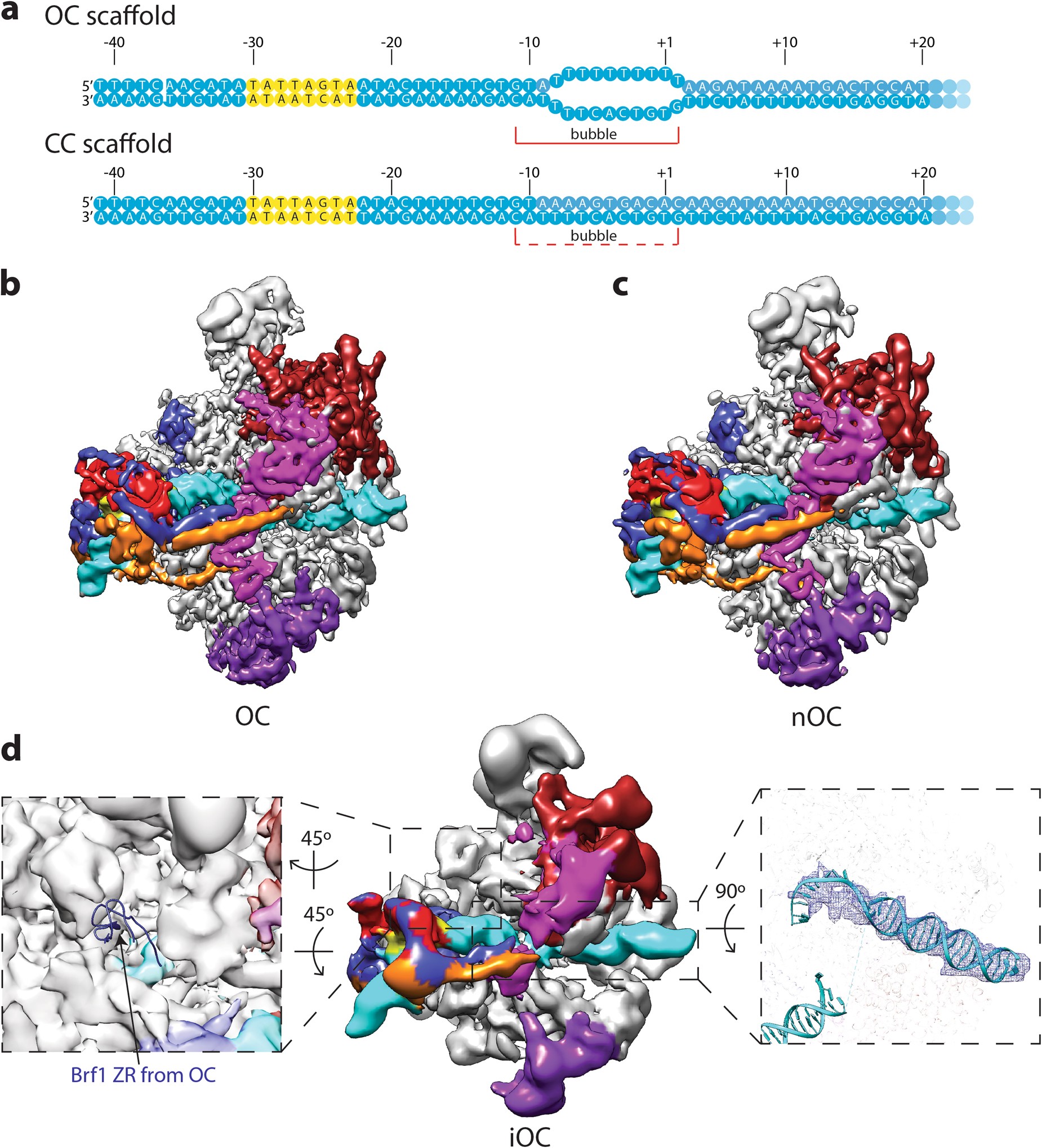Fig. 3: Cryo-EM structures of Pol III open complexes.