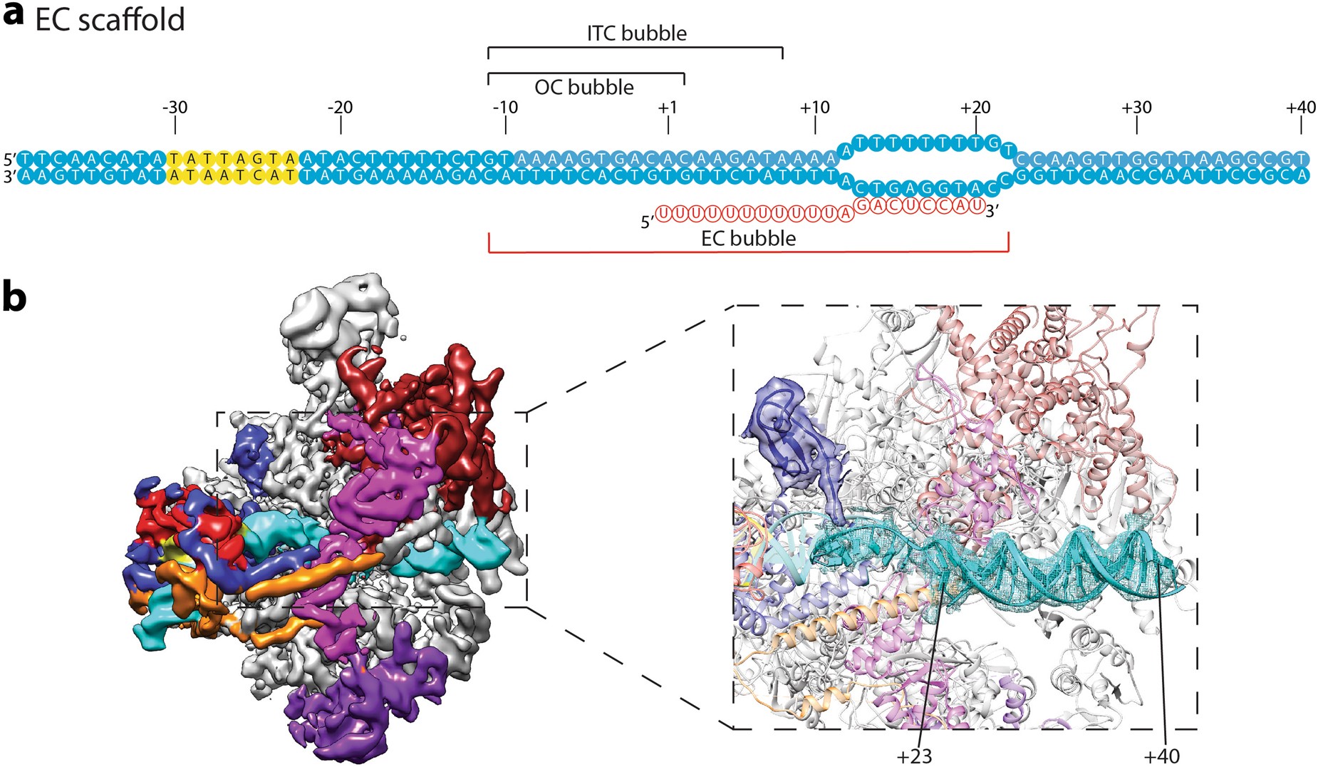 Fig. 4: Cryo-EM structure of the Pol III transcription complex assembled on the EC scaffold.