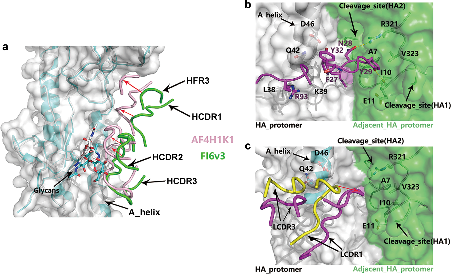 Fig. 4: Comparison of HA fusion subdomain-interacted domains of VH and VL from AF4H1K1 and FI6v3.
