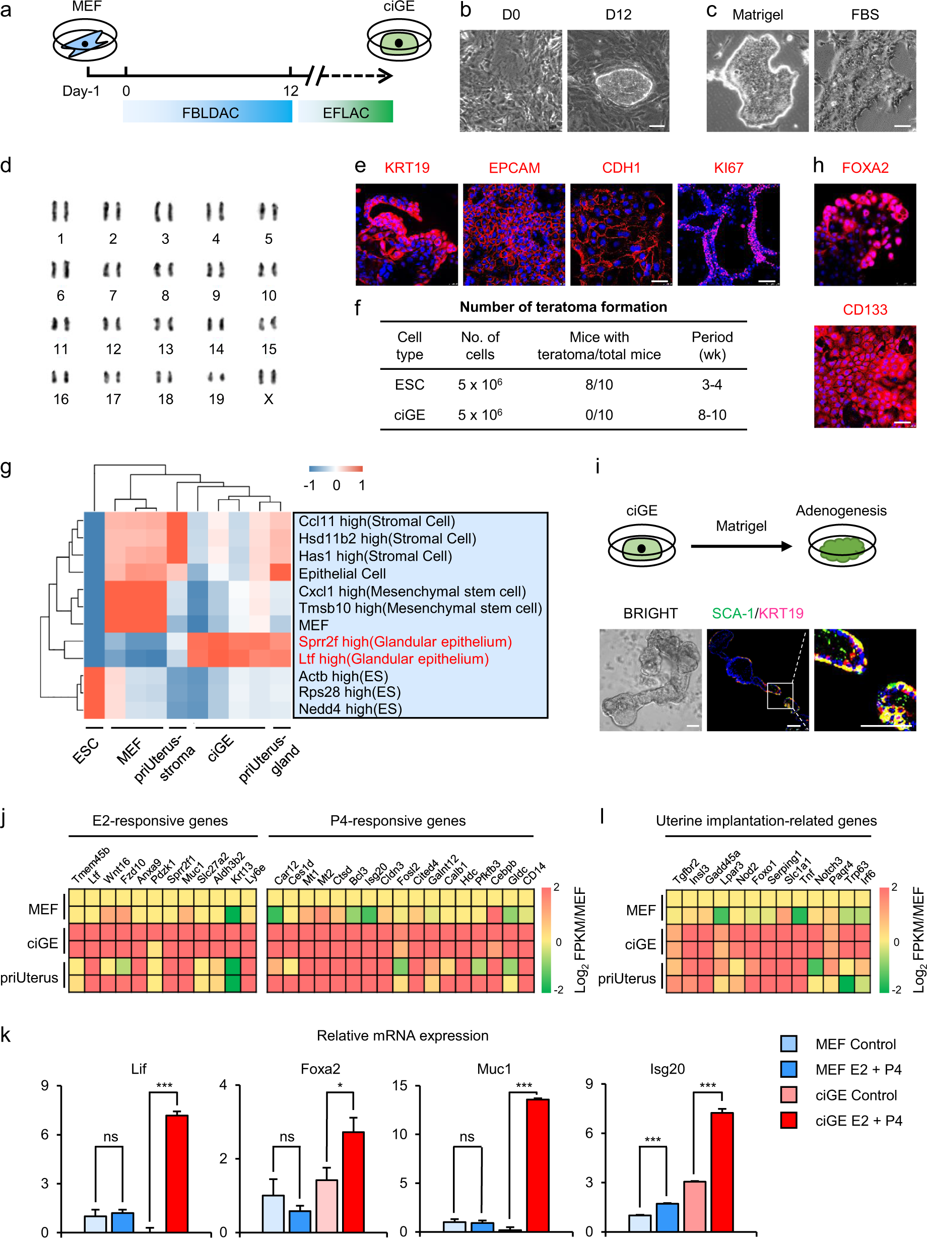 Fig. 1: The reprogramming of MEFs into ciGEs by a chemical cocktail.