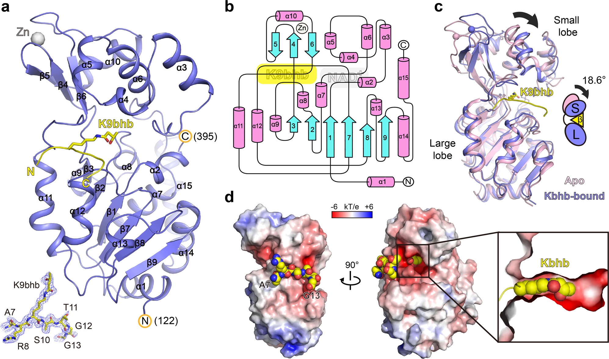 Fig. 3: Overall structure of SIRT3-H3K9bhb complex.