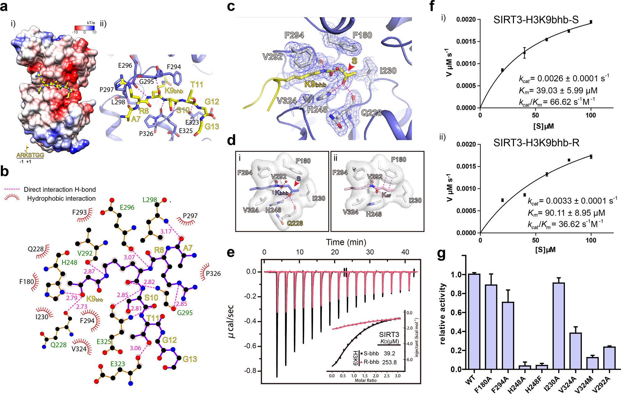 Fig. 4: Molecular and biochemical characterization of SIRT3-mediated H3K9bhb recognition and catalysis.