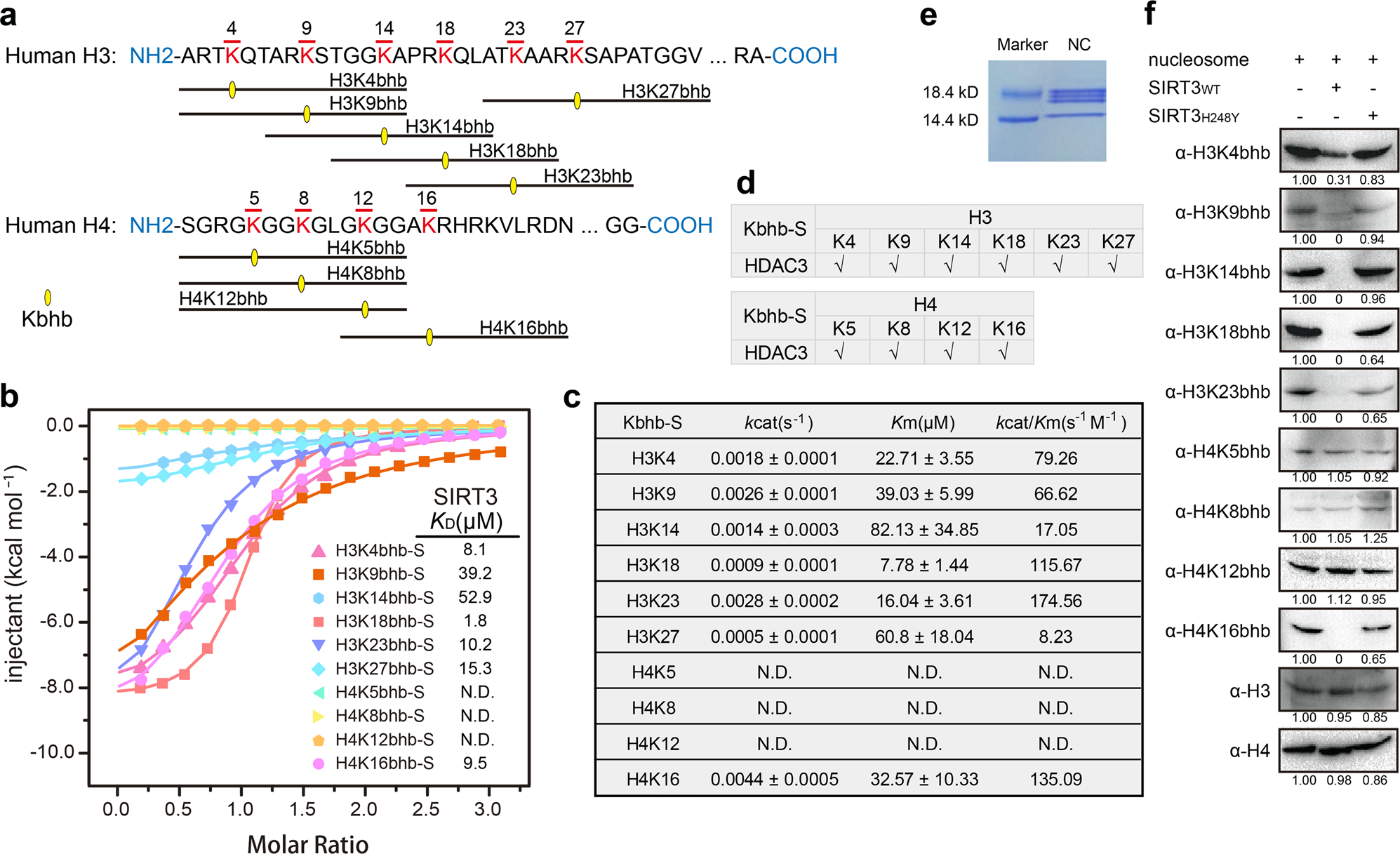 Fig. 5: Class-selective de-β-hydroxybutyrylation of histones H3 and H4 by SIRT3 in vitro.