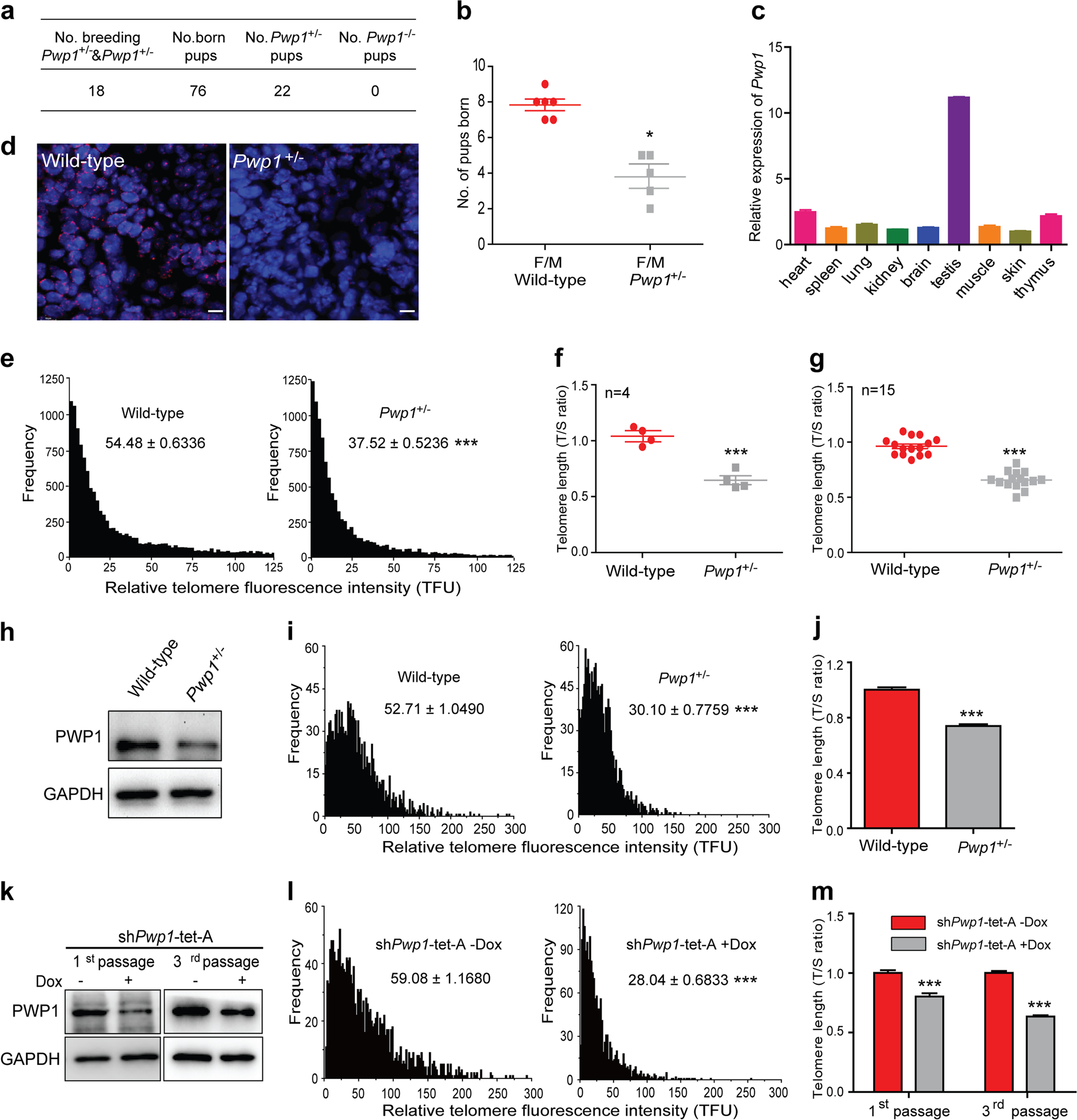 Fig. 1: Pwp1 is required to maintain telomere length. See also Supplementary Fig. S1.