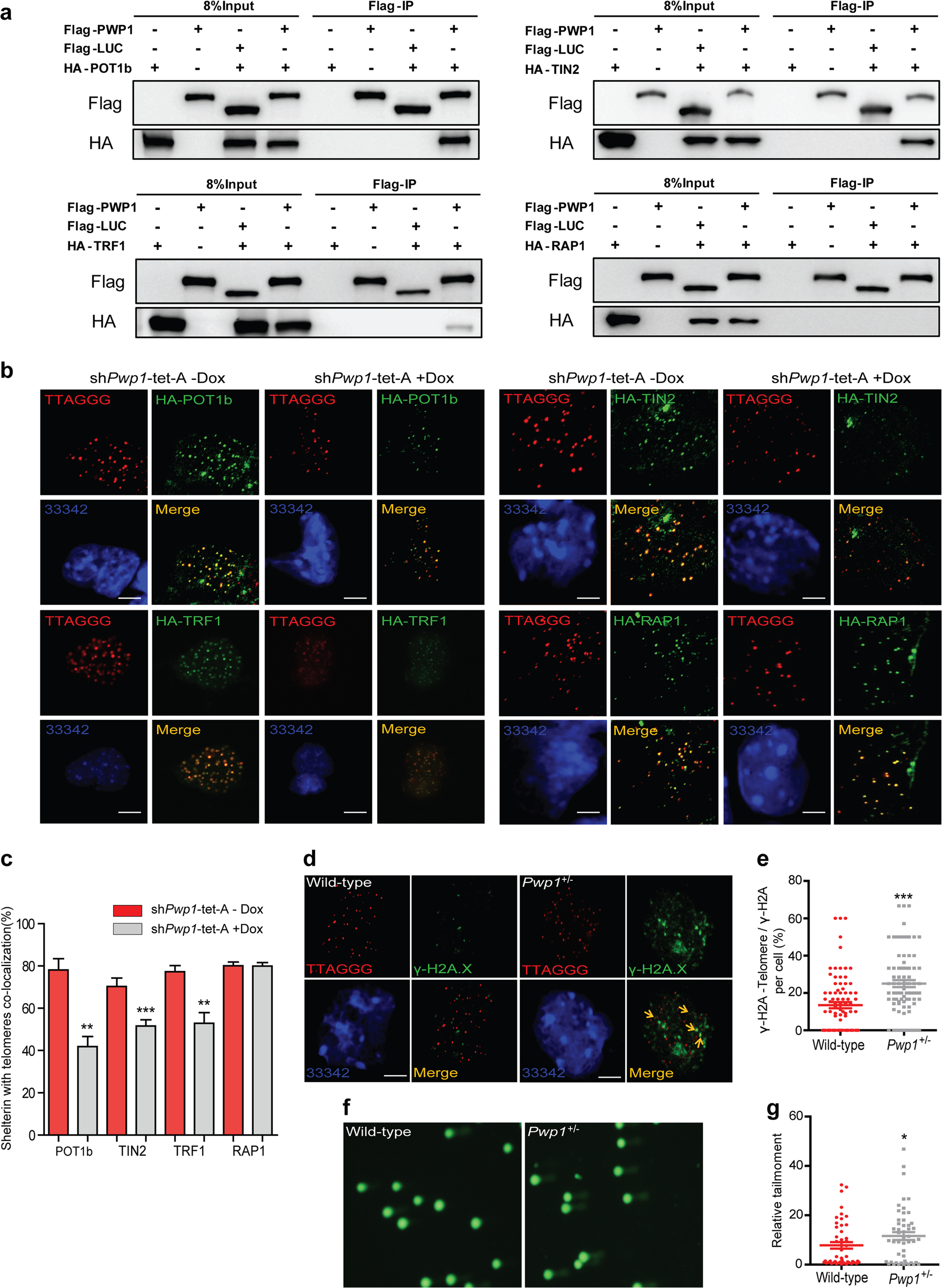Fig. 2: Pwp1 depletion reduced shelterin complex enrichment at telomeres. See also Supplementary Fig. S2–S4.