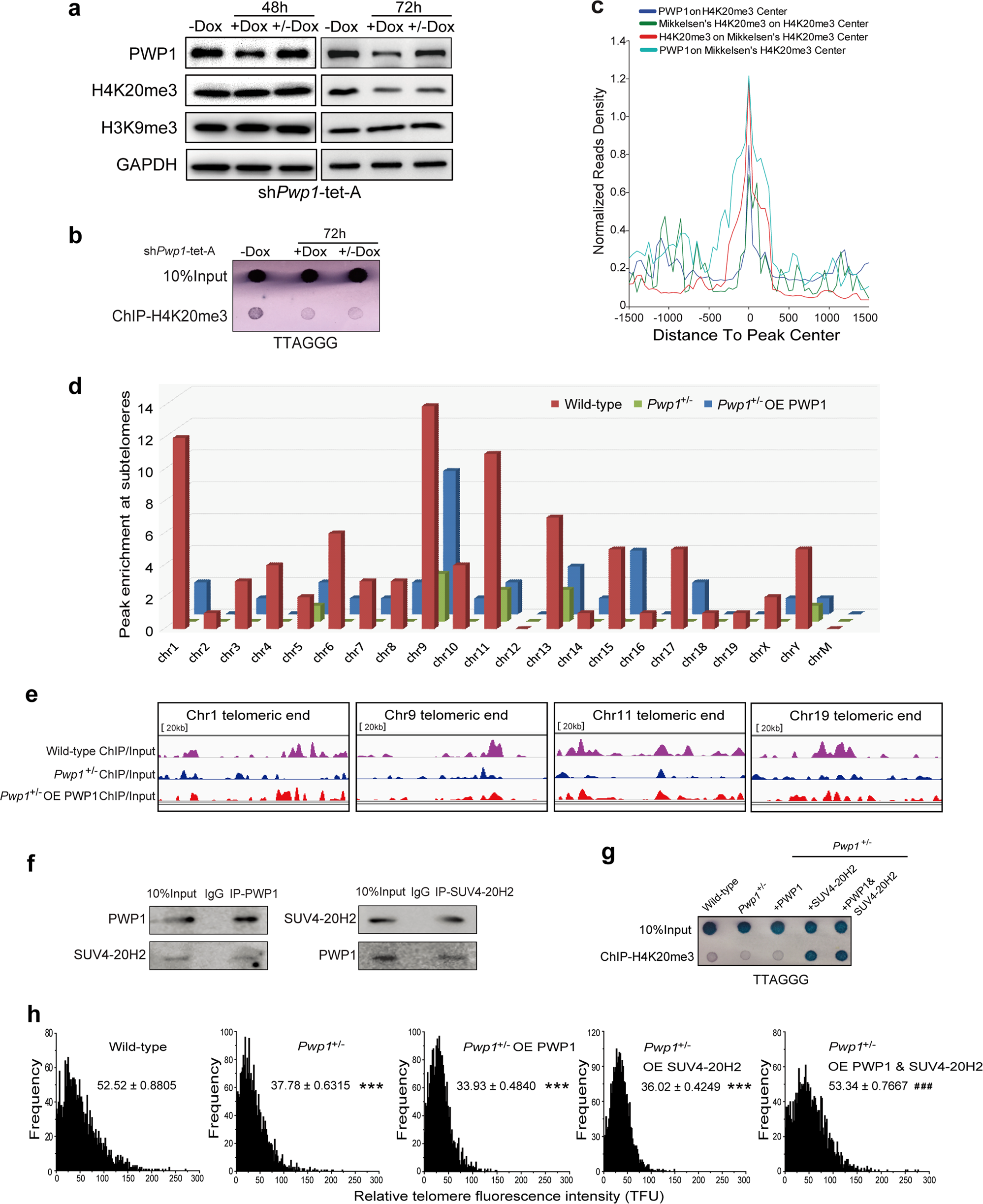 Fig. 4: The role of H4K20me3 in the rescue of telomere length in Pwp1-depleted ESCs. See also Supplementary Fig. S6.