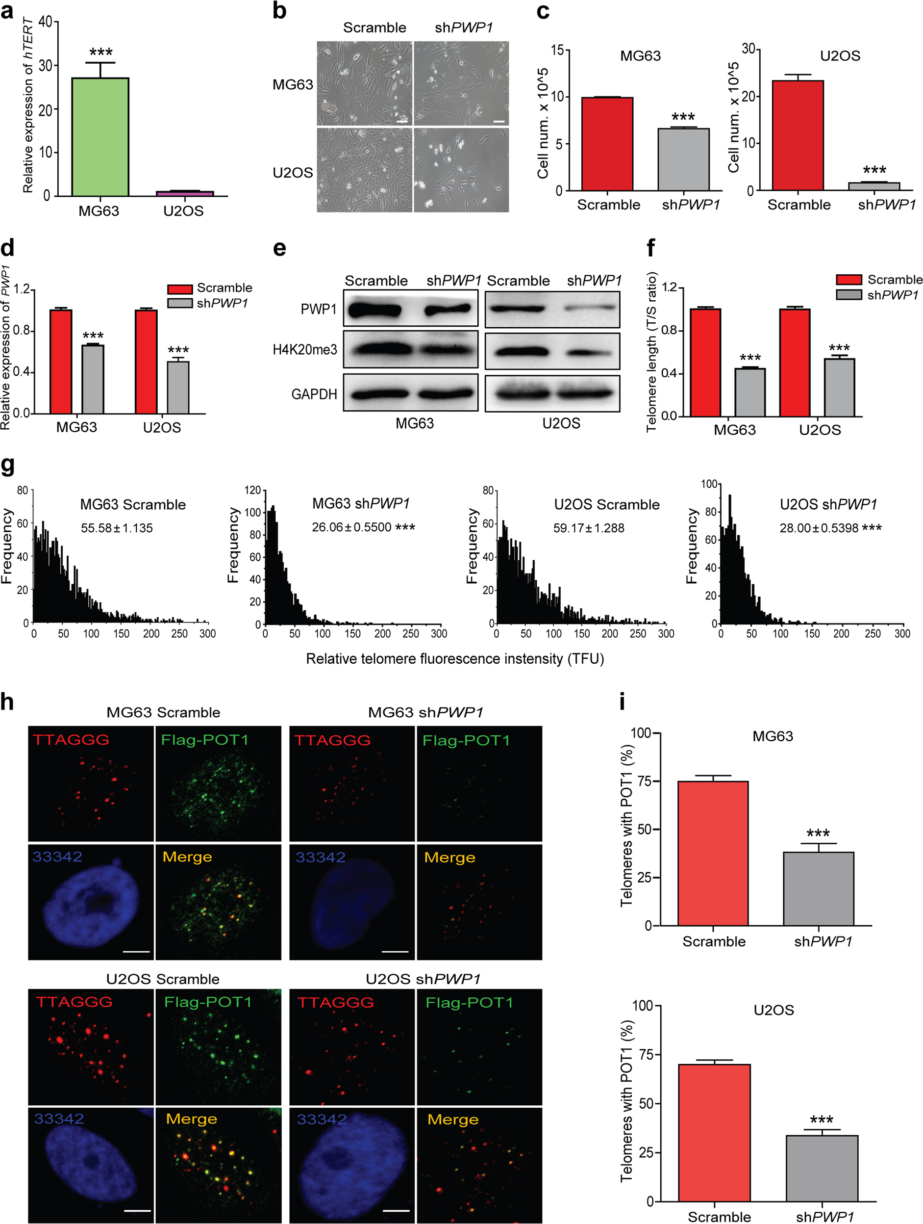 Fig. 6: PWP1 is involved in the regulation of telomere length in human cells. See also Supplementary Fig. S8.