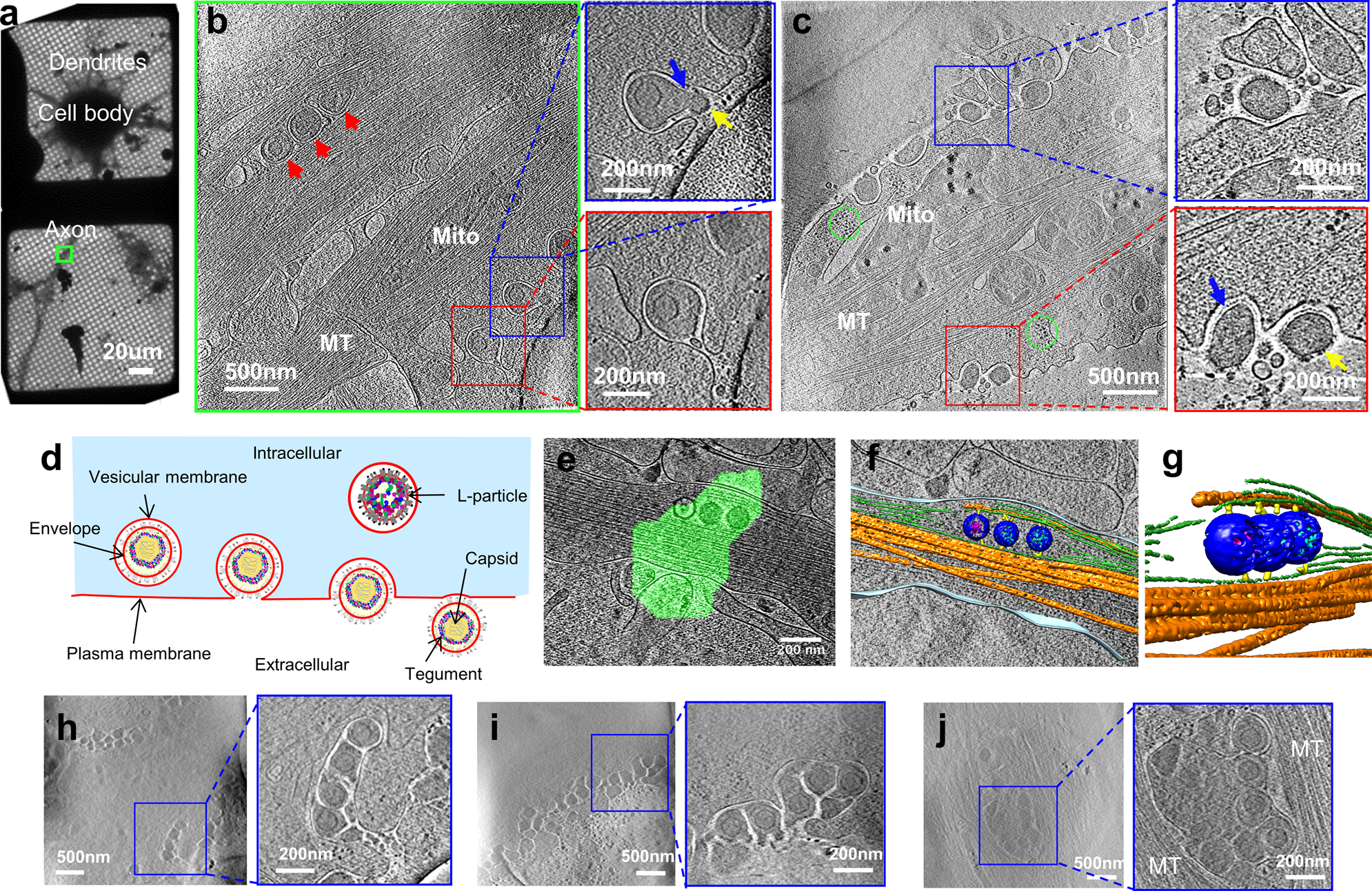 Biphasic Exocytosis Of Herpesvirus From Hippocampal Neurons And Mechanistic Implication To Membrane Fusion Cell Discovery