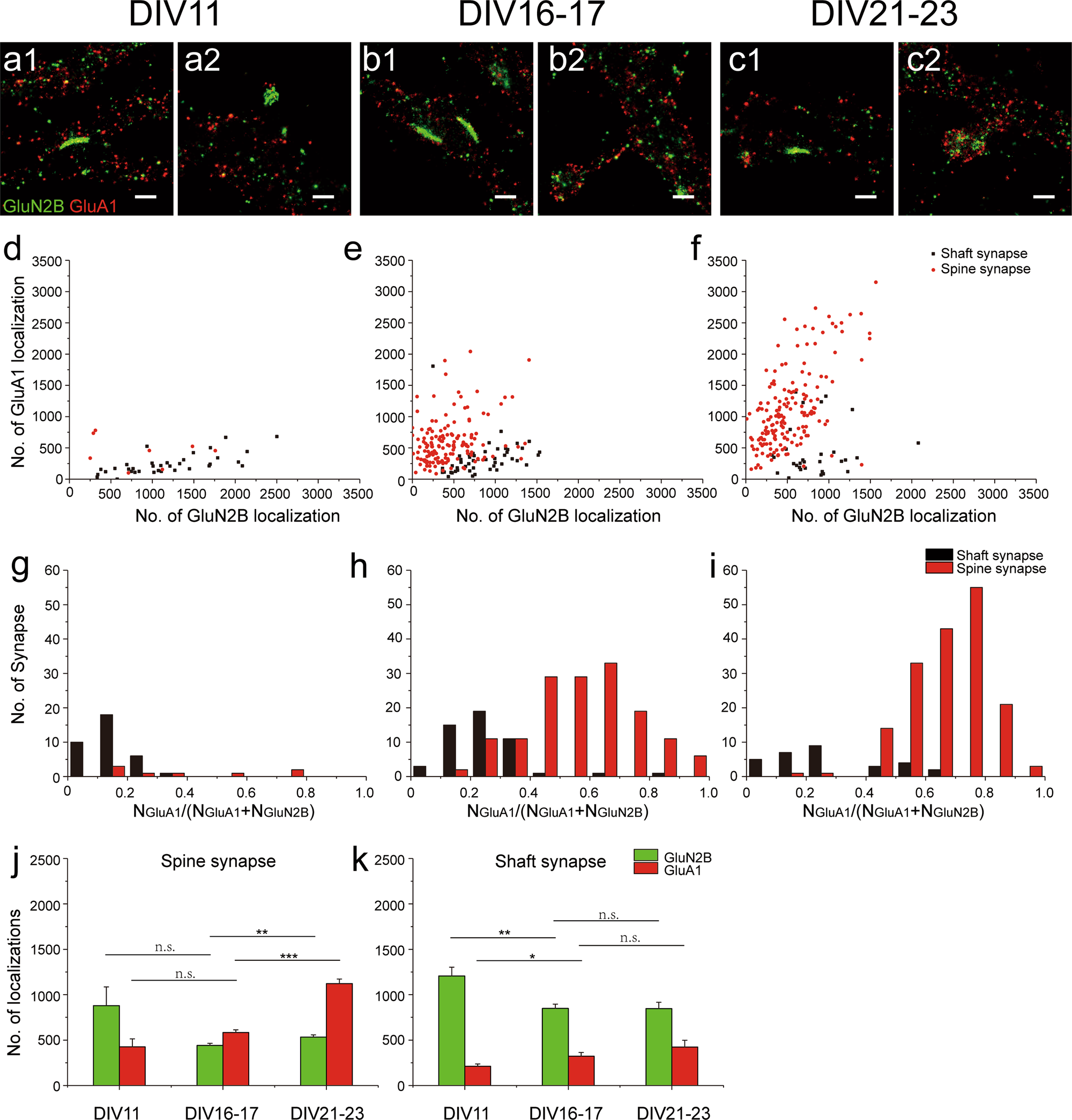 Fig. 2: Expression of AMPARs and NMDARs in spine and shaft synapse at different culture stages.