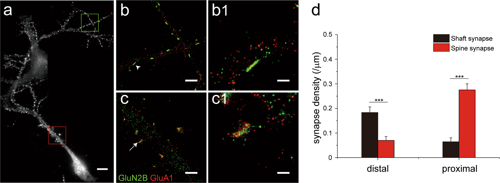 Fig. 3: Differential distribution of shaft and spine synapses along neuronal dendrites.