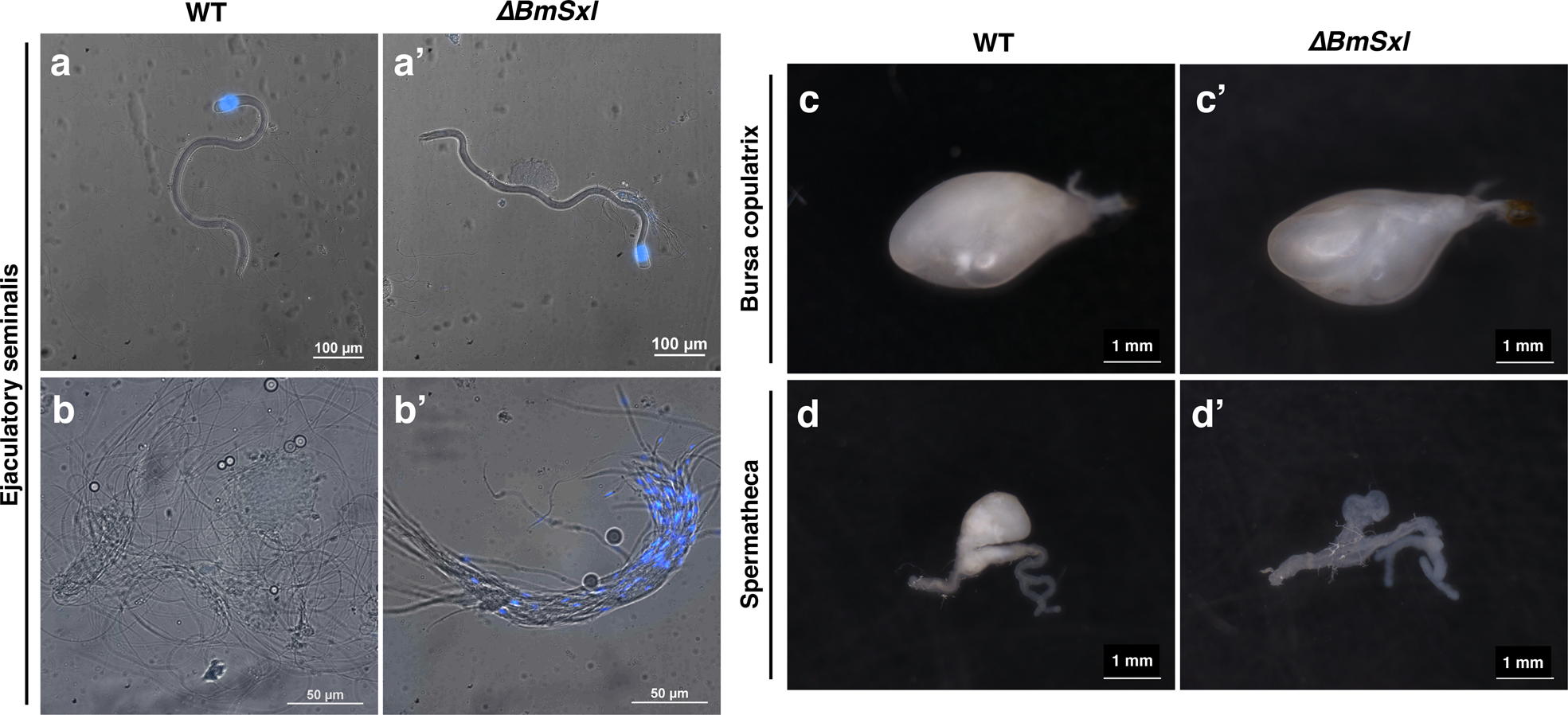 Fig. 4: BmSXL lacking results in defective behavior of spermatozoa in adult male and female reproductive tracts.
