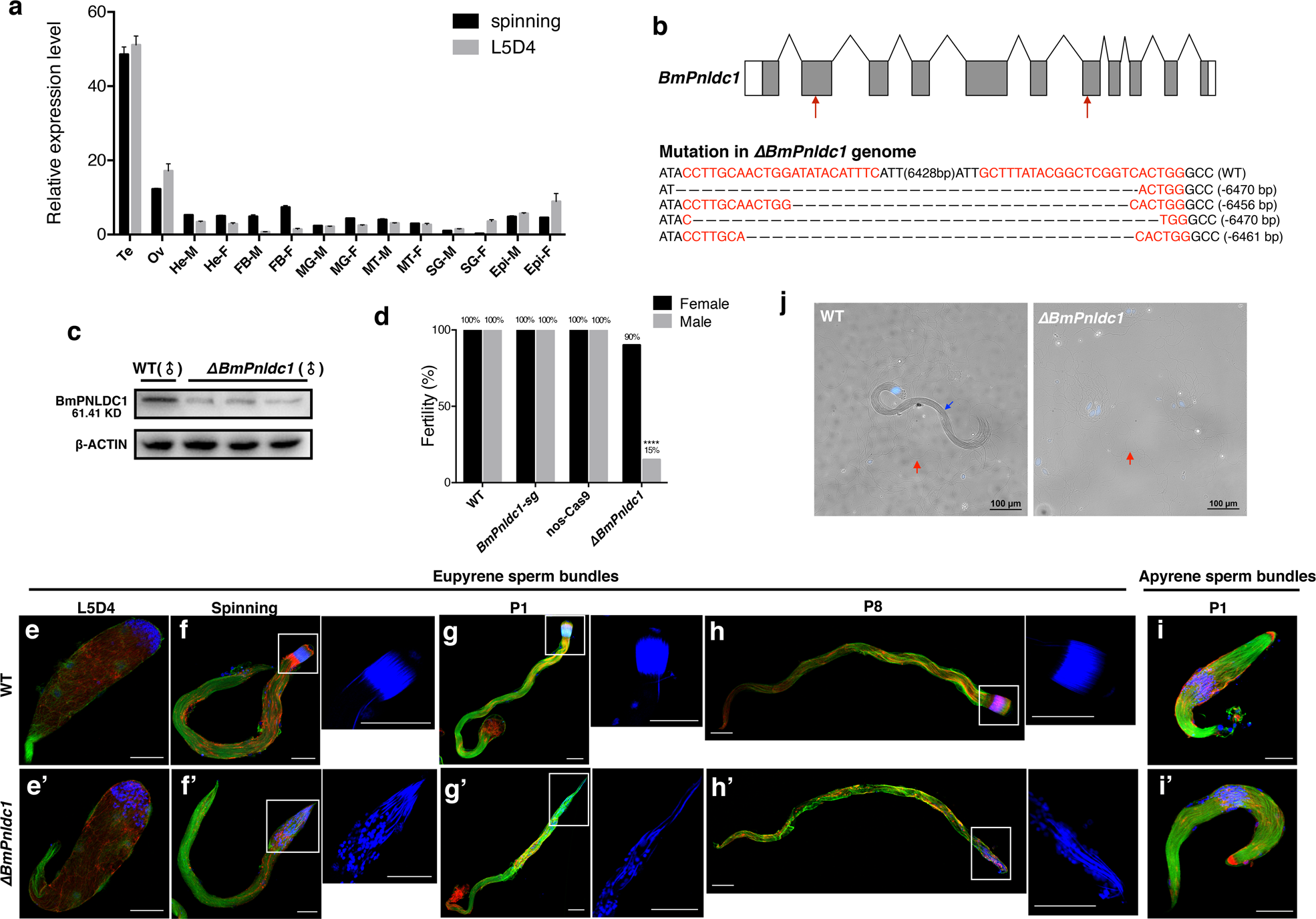 Fig. 6: BmPnldc1 deficiency decreased male fertility due to abnormalities of eupyrene sperm.