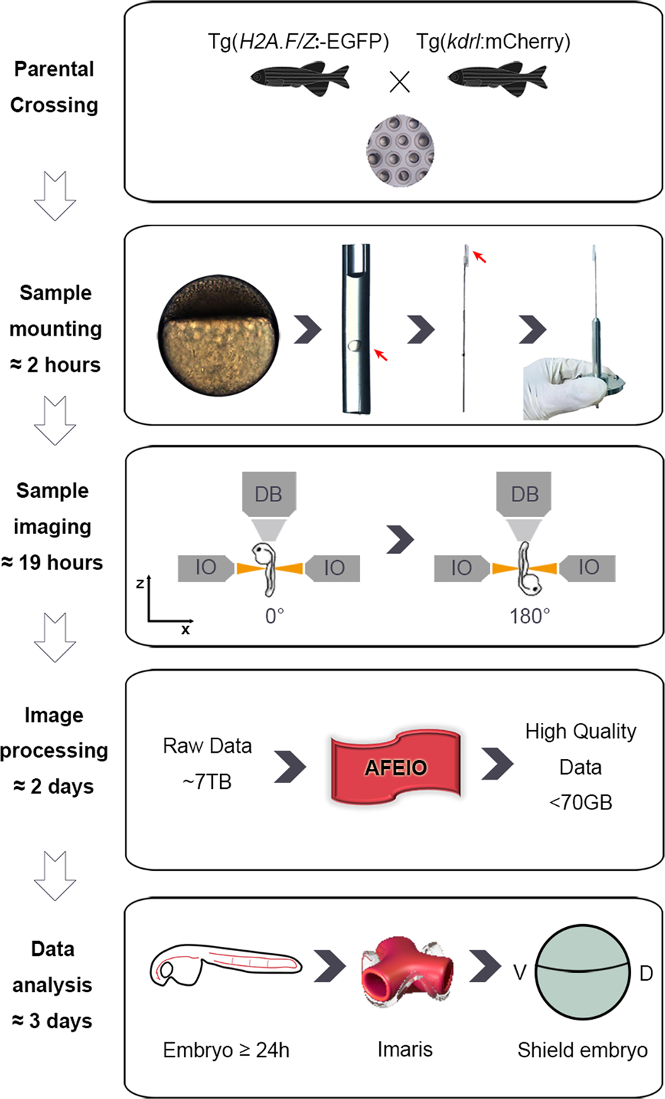 Fig. 1: Flowchart of high-resolution imaging of zebrafish embryos with a Zeiss light-sheet fluorescence microscope.