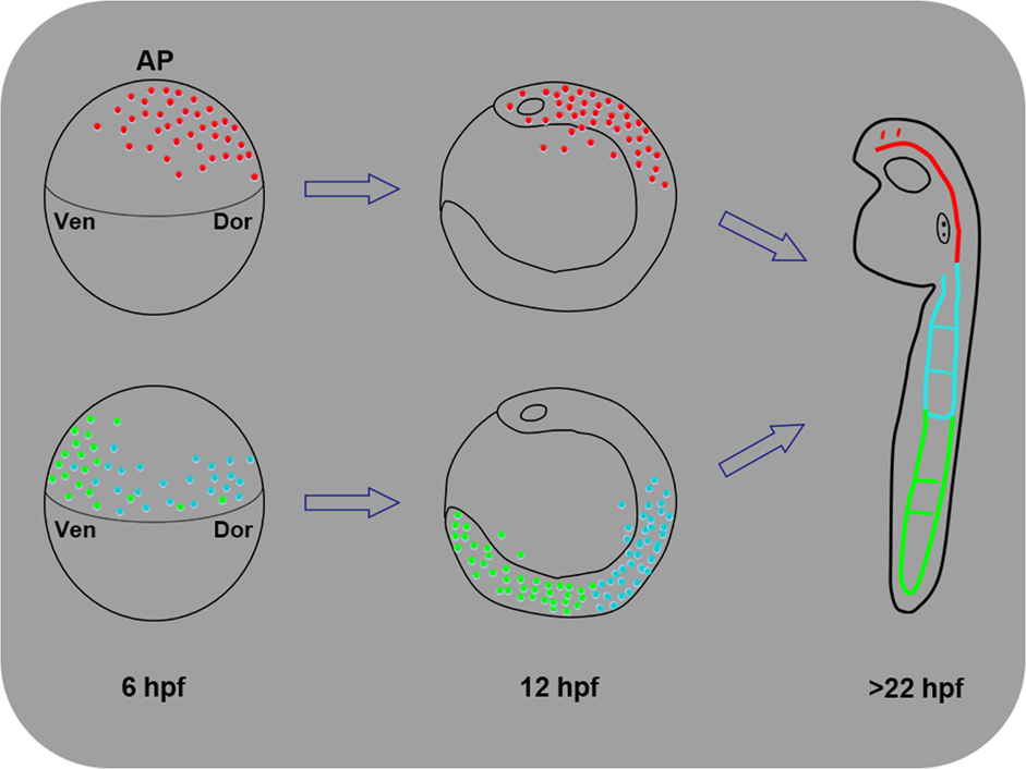 Fig. 5: A new lineage-map model of the gastrula origin of vascular ECs in zebrafish.