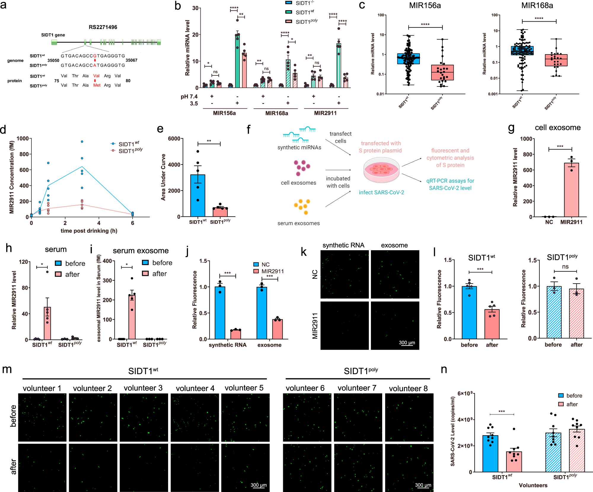 Fig. 1: SIDT1 polymorphism decreased absorption of exogenous miRNAs.