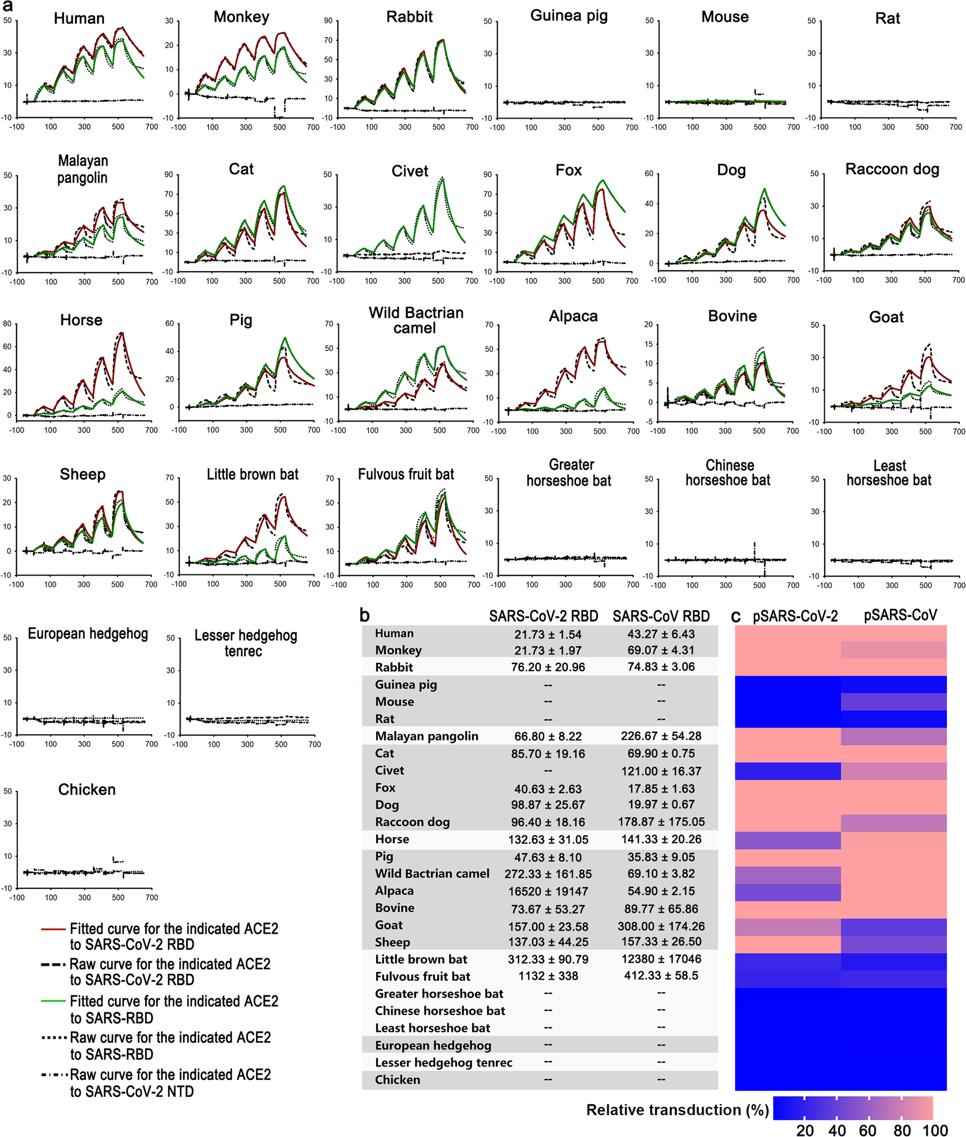 Fig. 3: SPR characterization of the binding between ACE2s and SARS-CoV-2 RBD or SARS-CoV RBD, and ACE2s mediated pseudoviruses transduction.