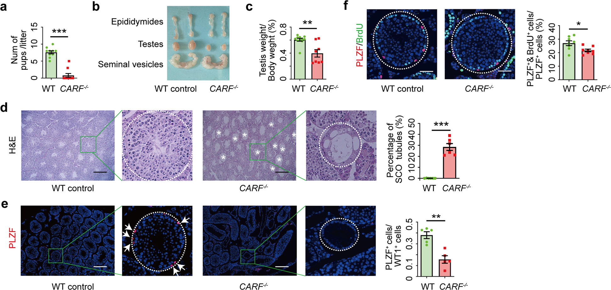 Fig. 1: The depletion of CARF in male mice leads to SCO syndrome and impaired fertility.
