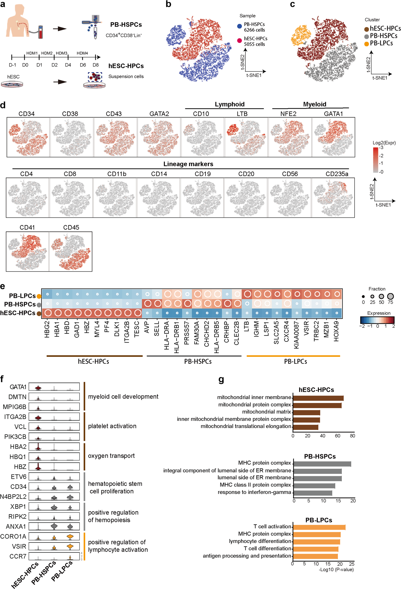 Fig. 1: Single-cell RNA sequencing of hPSCs-derived HPCs and adult peripheral blood HSPCs.