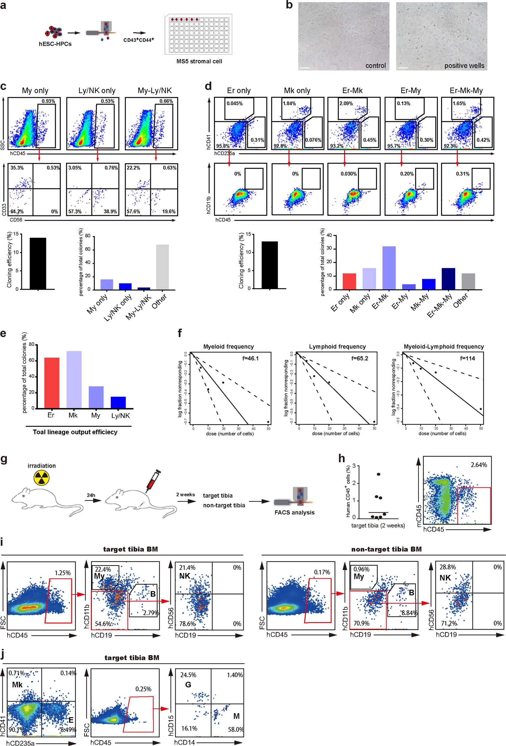 Fig. 4: Analysis of multi-potency of hESC-HSPCs by single-cell clonal assay and in vivo transplantation.