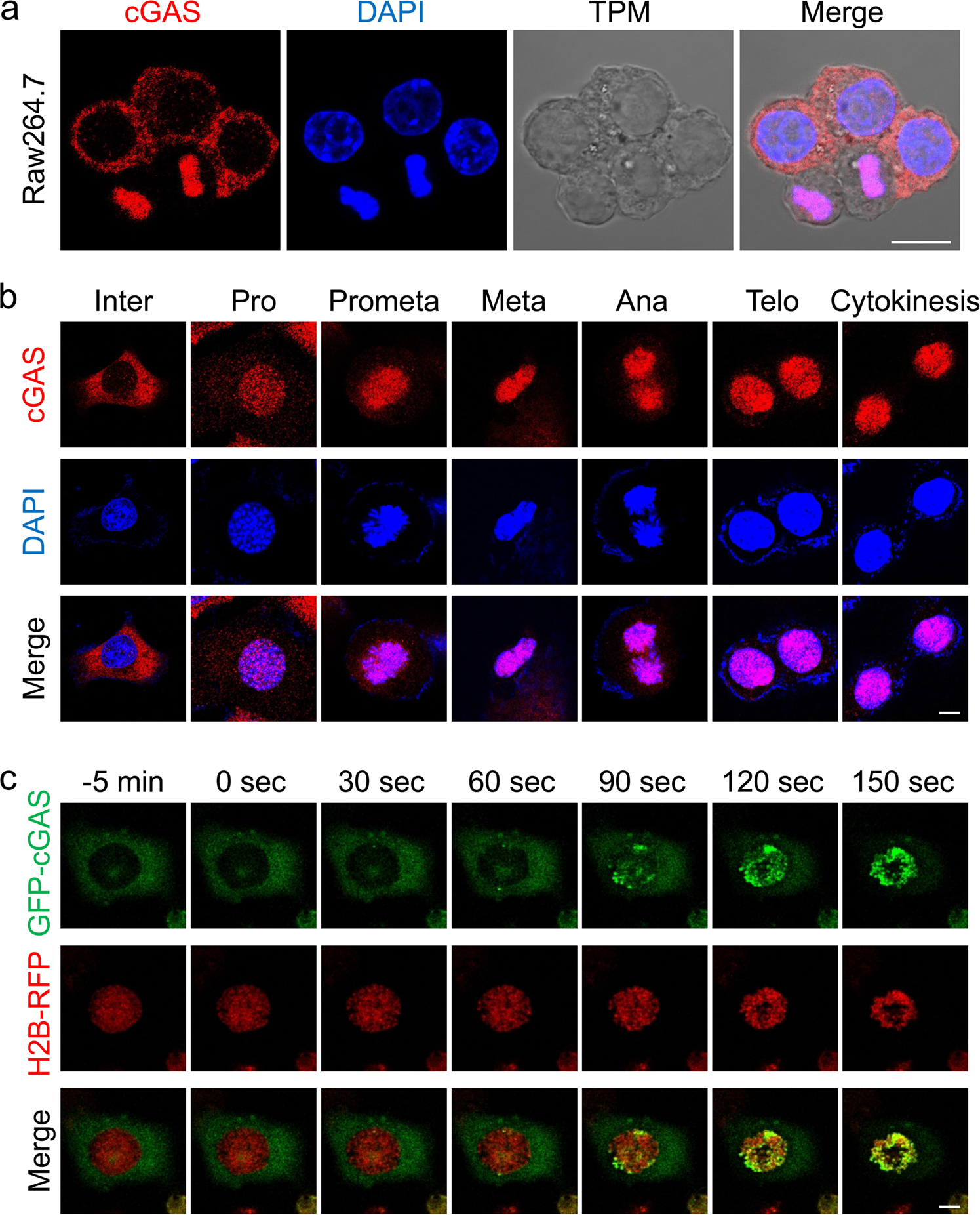 Fig. 1: Cell cycle-dependent localization of cGAS.