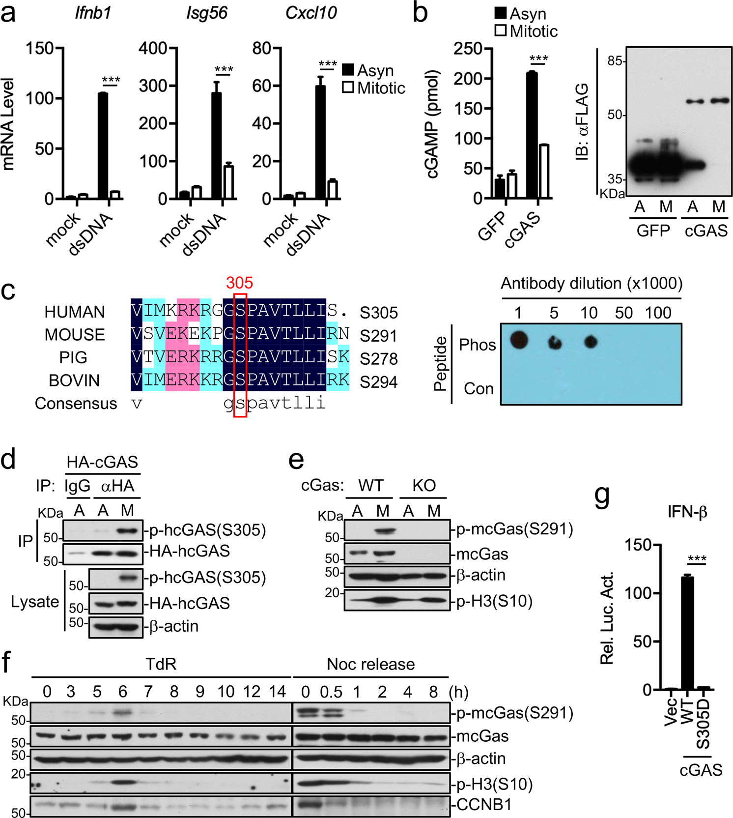 Fig. 3: Phosphorylation of cGAS S305 causes its inactivation in mitosis.