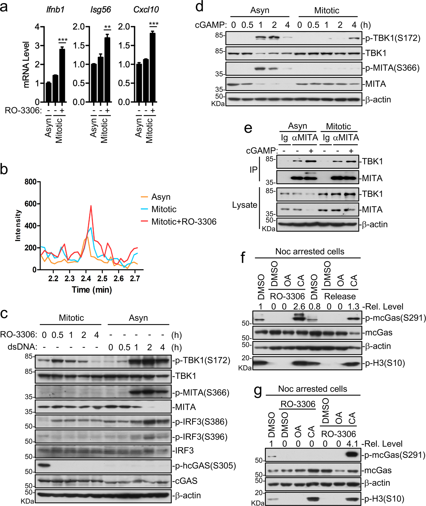 Fig. 5: Multiple mechanisms are involved in inhibition of cGAS-mediated pathways in mitotic cells.