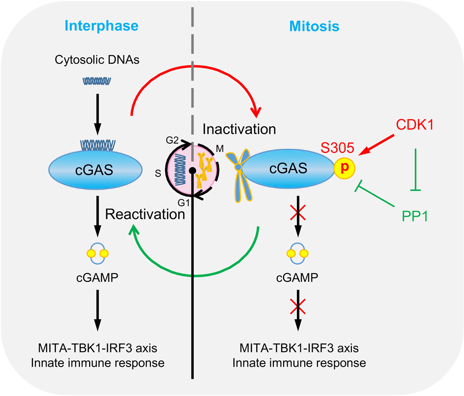 Fig. 6: Inactivation of cGAS in mitosis.