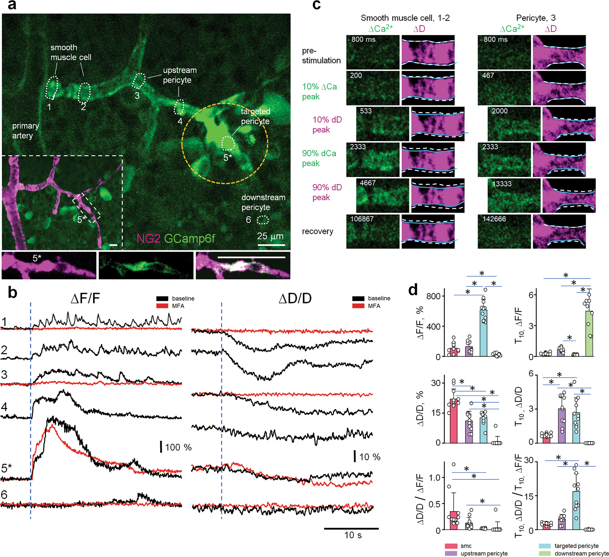 Fig. 5: Vasomotor response is shaped by contractile cell-type-specific temporal dynamics between Ca increase and vasomotor response.