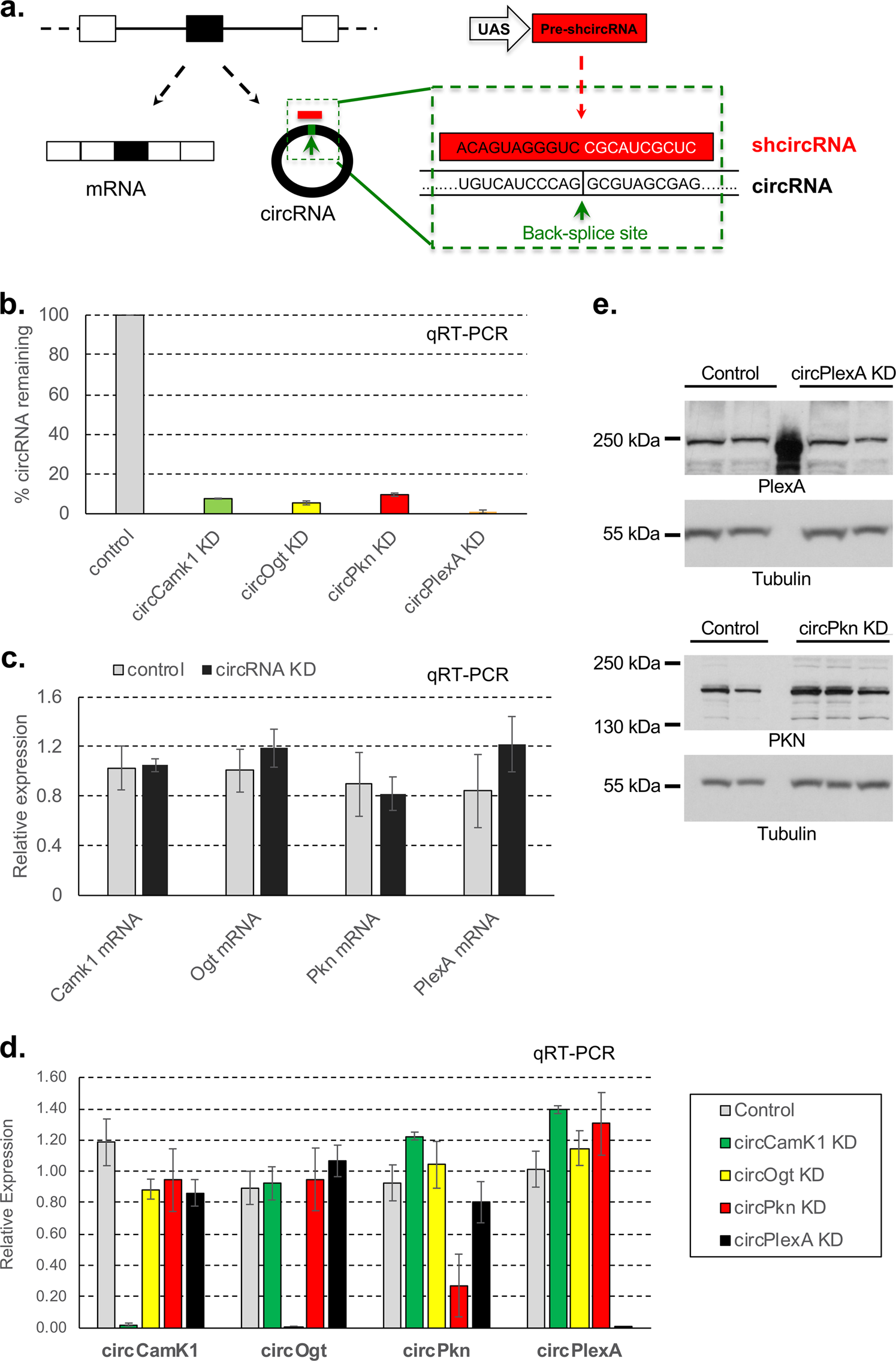 Analysis of DMC1 Knockdowns Generated by the In Vivo siRNA
