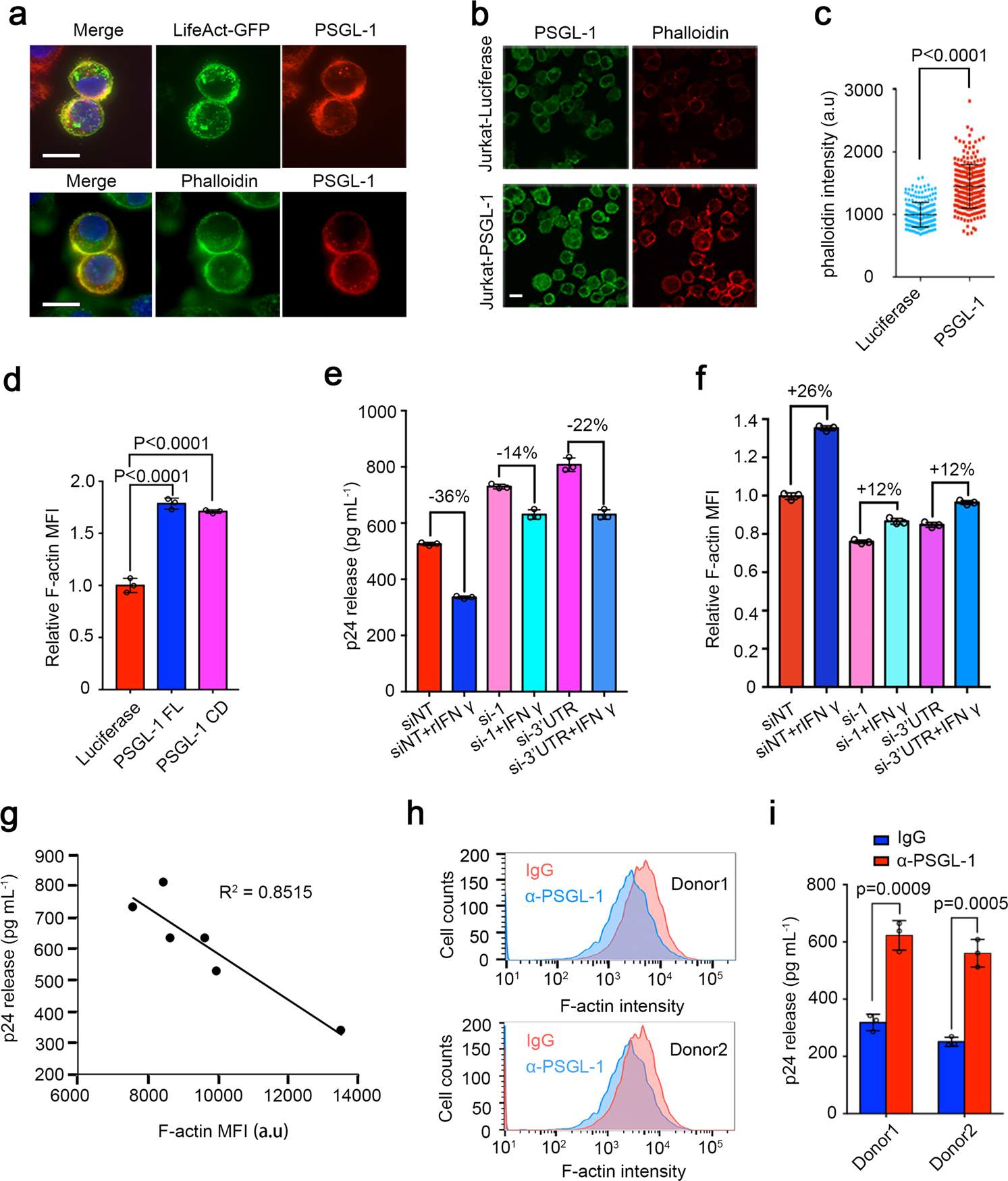 Psgl 1 Inhibits Hiv 1 Infection By Restricting Actin Dynamics And Sequestering Hiv Envelope Proteins Cell Discovery Psgl 1 Inhibits Hiv 1 Infection By Restricting Actin Dynamics And Sequestering Hiv Envelope Proteins Cell Discovery