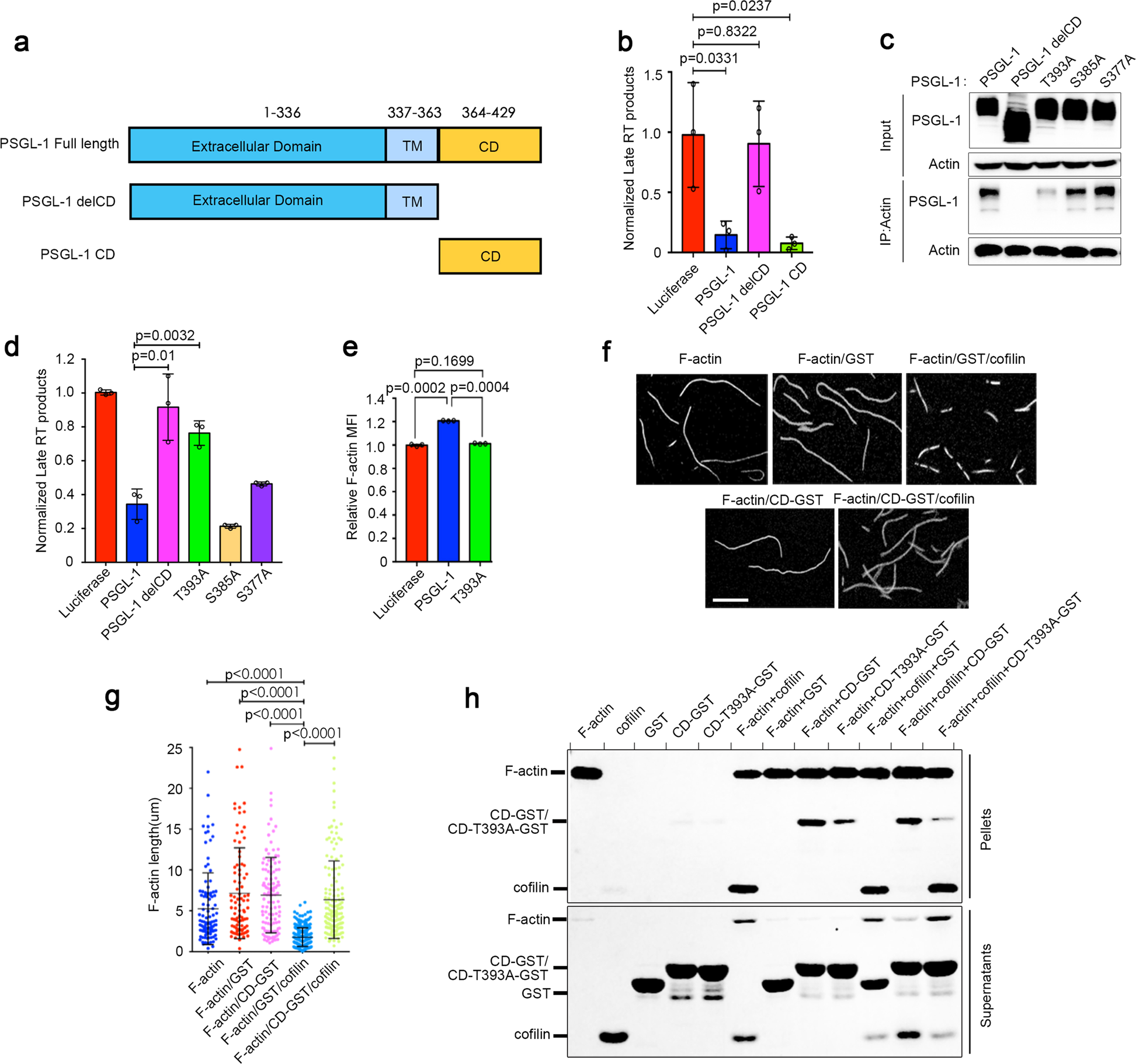 Fig. 2: PSGL-1 inhibits F-actin disassembly to inhibit HIV-1 reverse transcription.