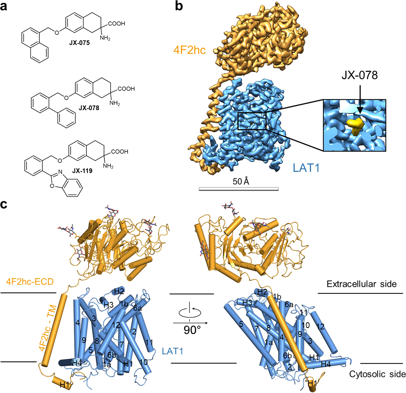 Fig. 1: Overall structure of the LAT1-4F2hc bound with JX-078.
