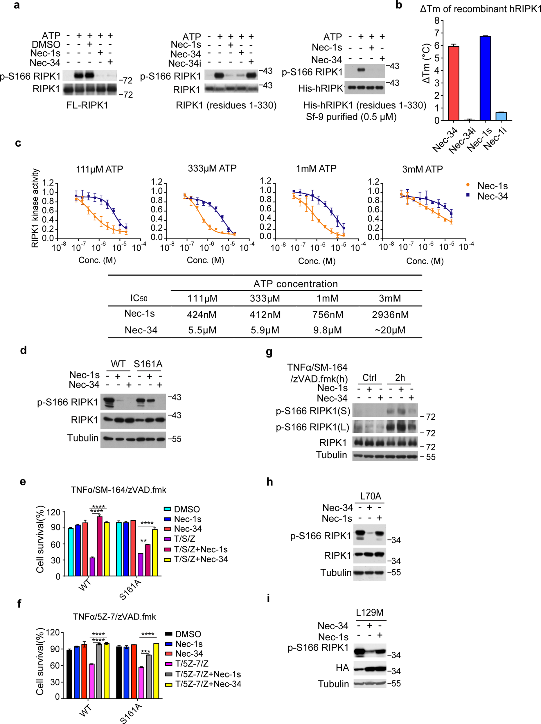 Fig. 3: Nec-34 directly inhibits the kinase activity of RIPK1.