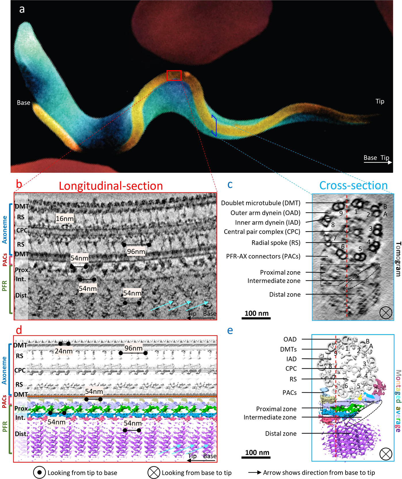 Structure Of The Trypanosome Paraflagellar Rod And Insights Into Non Planar Motility Of Eukaryotic Cells Cell Discovery