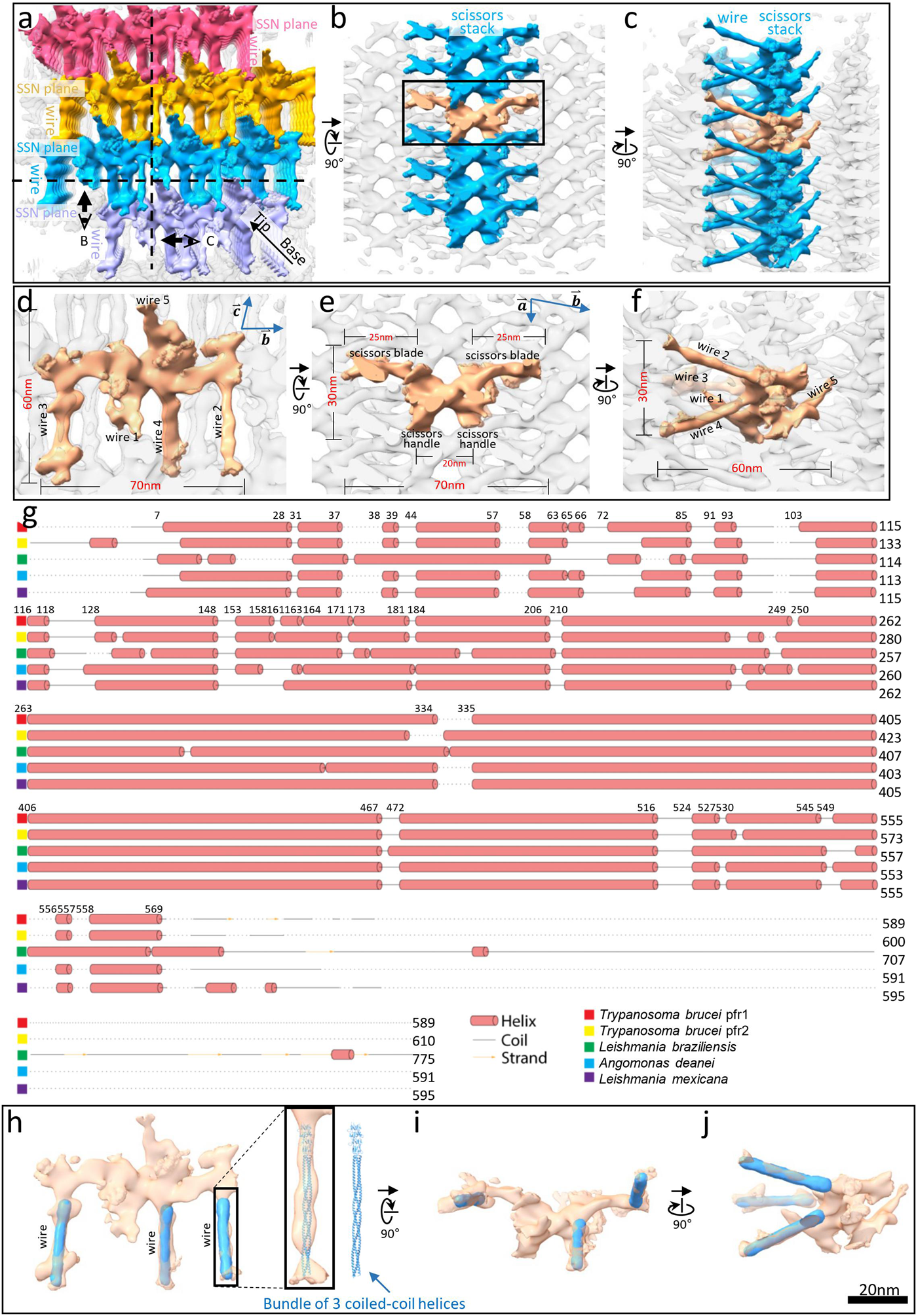 Fig. 3: Paracrystalline network of the PFR distal zone and structural interpretation of subunits.