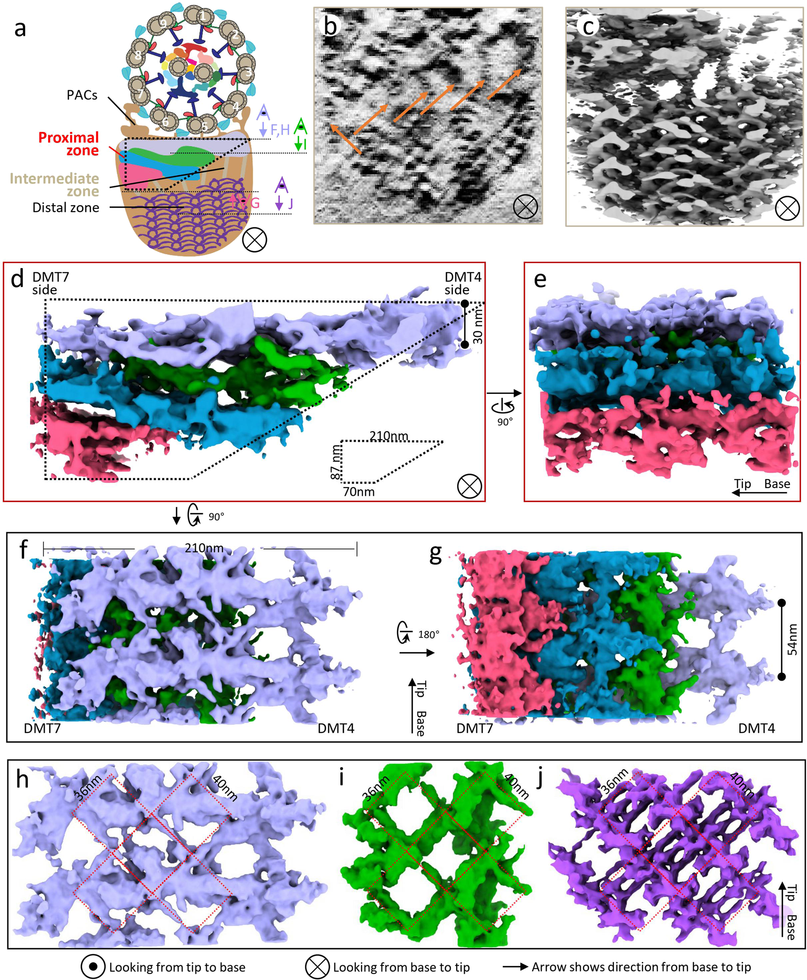 Fig. 4: Structure of the proximal zone and its structural continuity with the intermediate and distal zones.