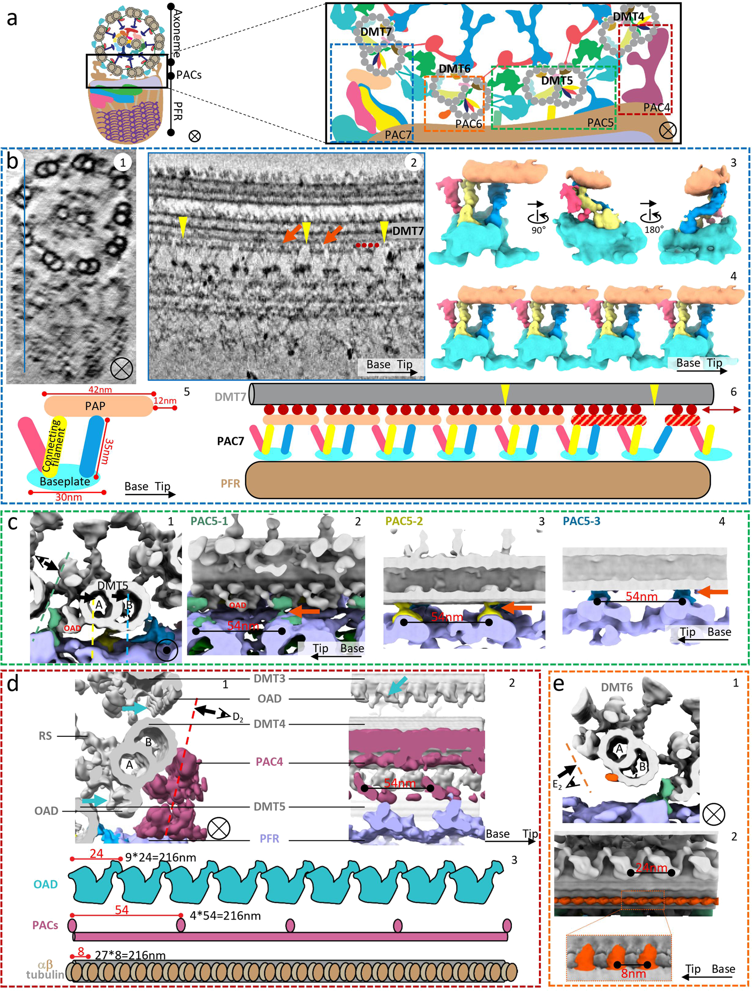 Fig. 5: Structures of PFR-axoneme connectors (PACs).