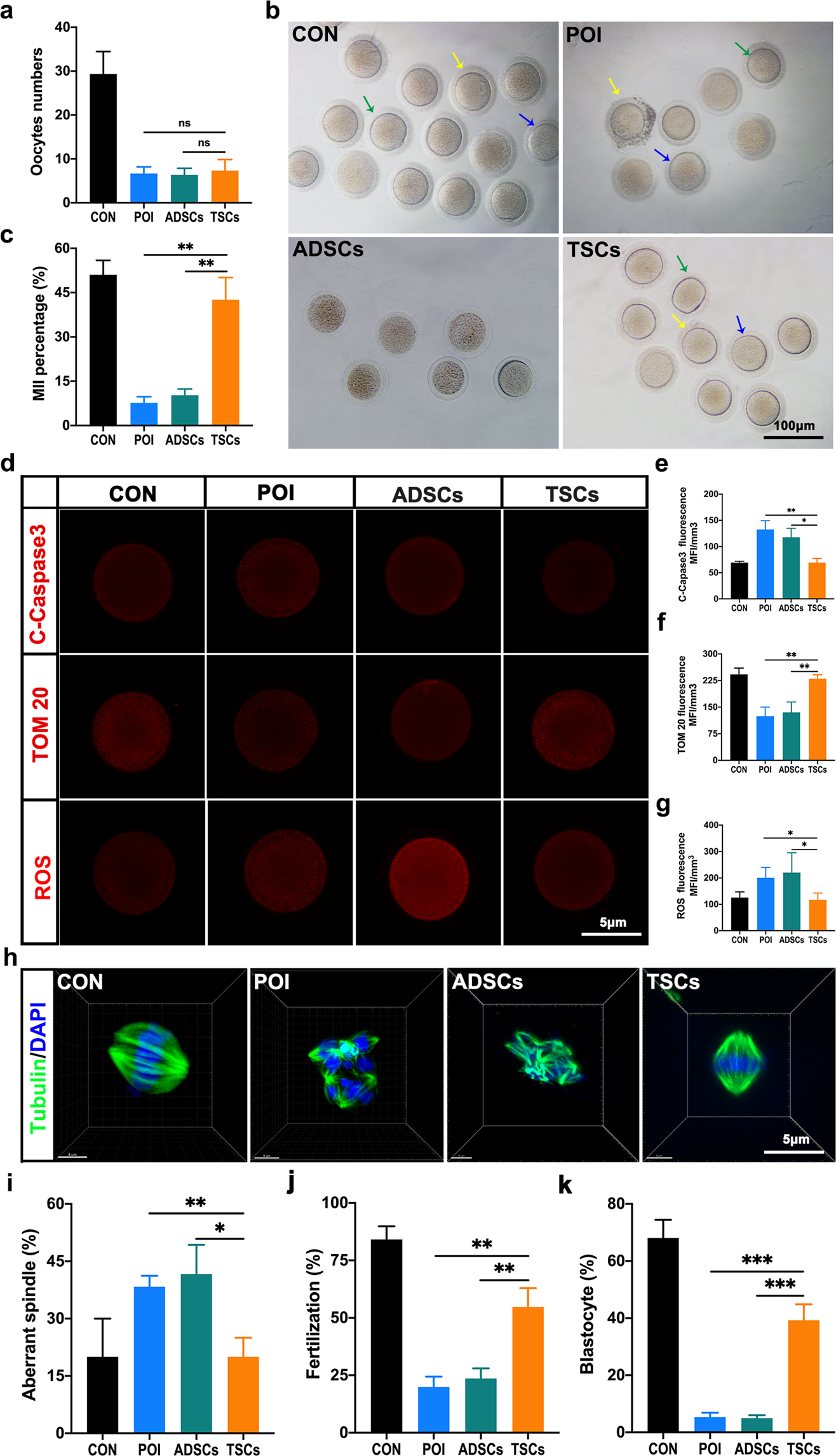 Fig. 6: TSCs transplantation improves oocyte development and quality.